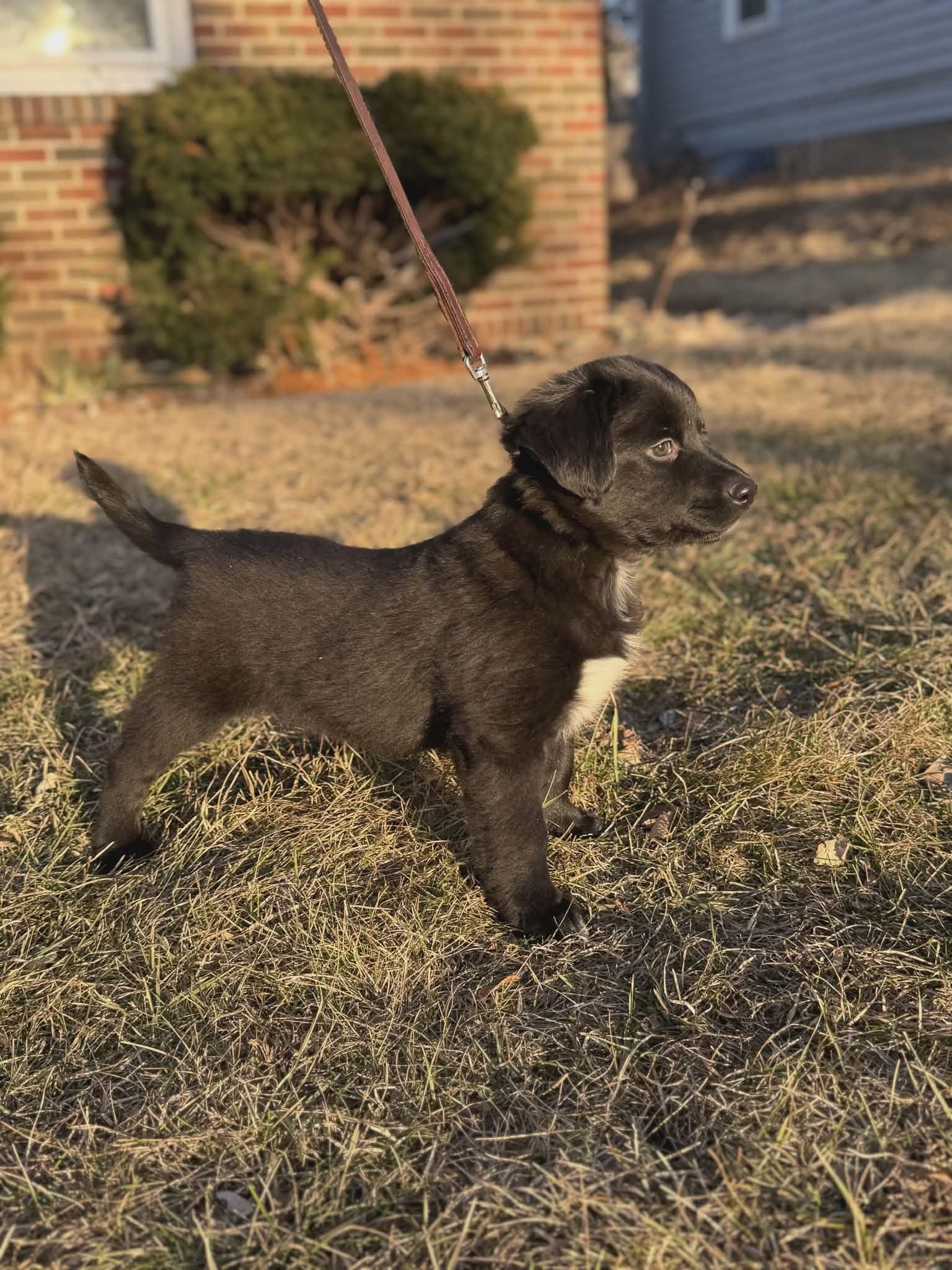 Enlarge Dougie, a ADOPTABLE mixed breed in Dubuque, IA image 4/6