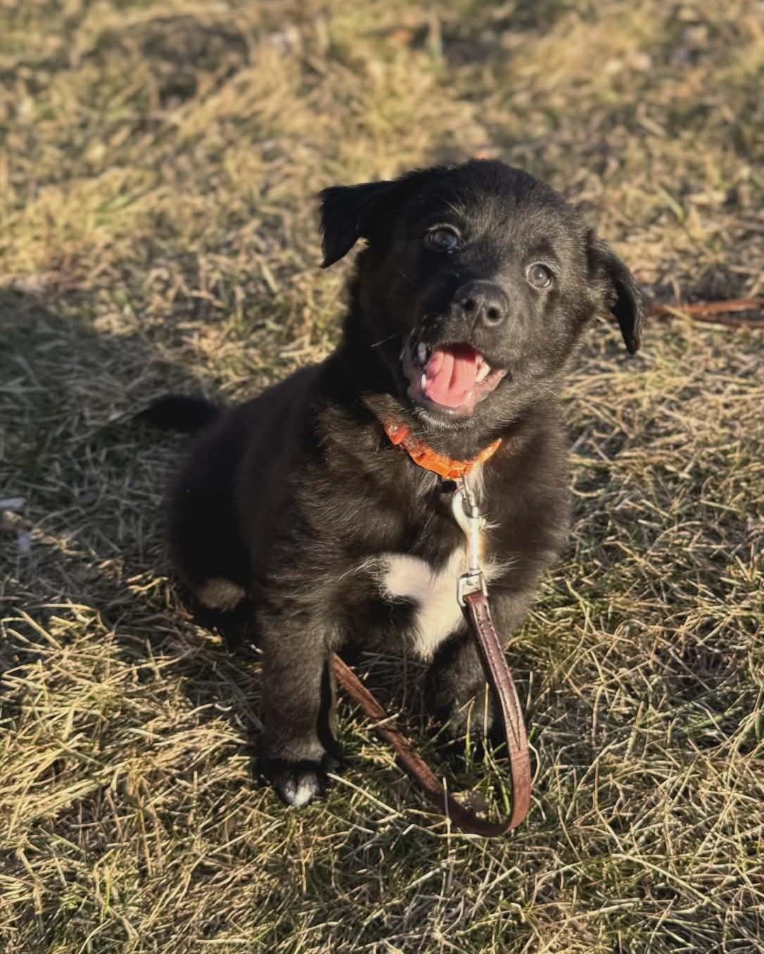 Enlarge Dougie, a ADOPTABLE mixed breed in Dubuque, IA image 2/6