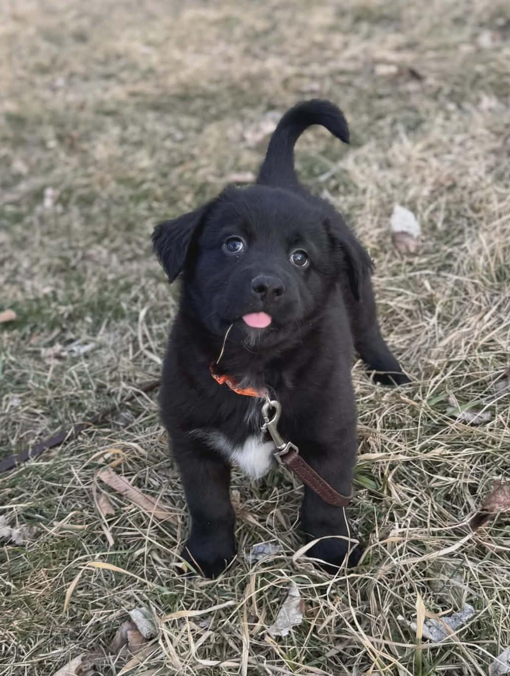 Enlarge Dougie, a ADOPTABLE mixed breed in Dubuque, IA image 3/6