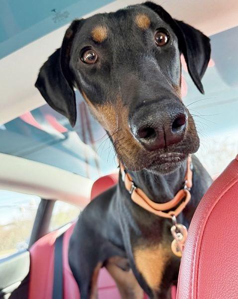 Enlarge Miles, a Adopted Doberman Pinscher in Silver Spring, MD image 2/5
