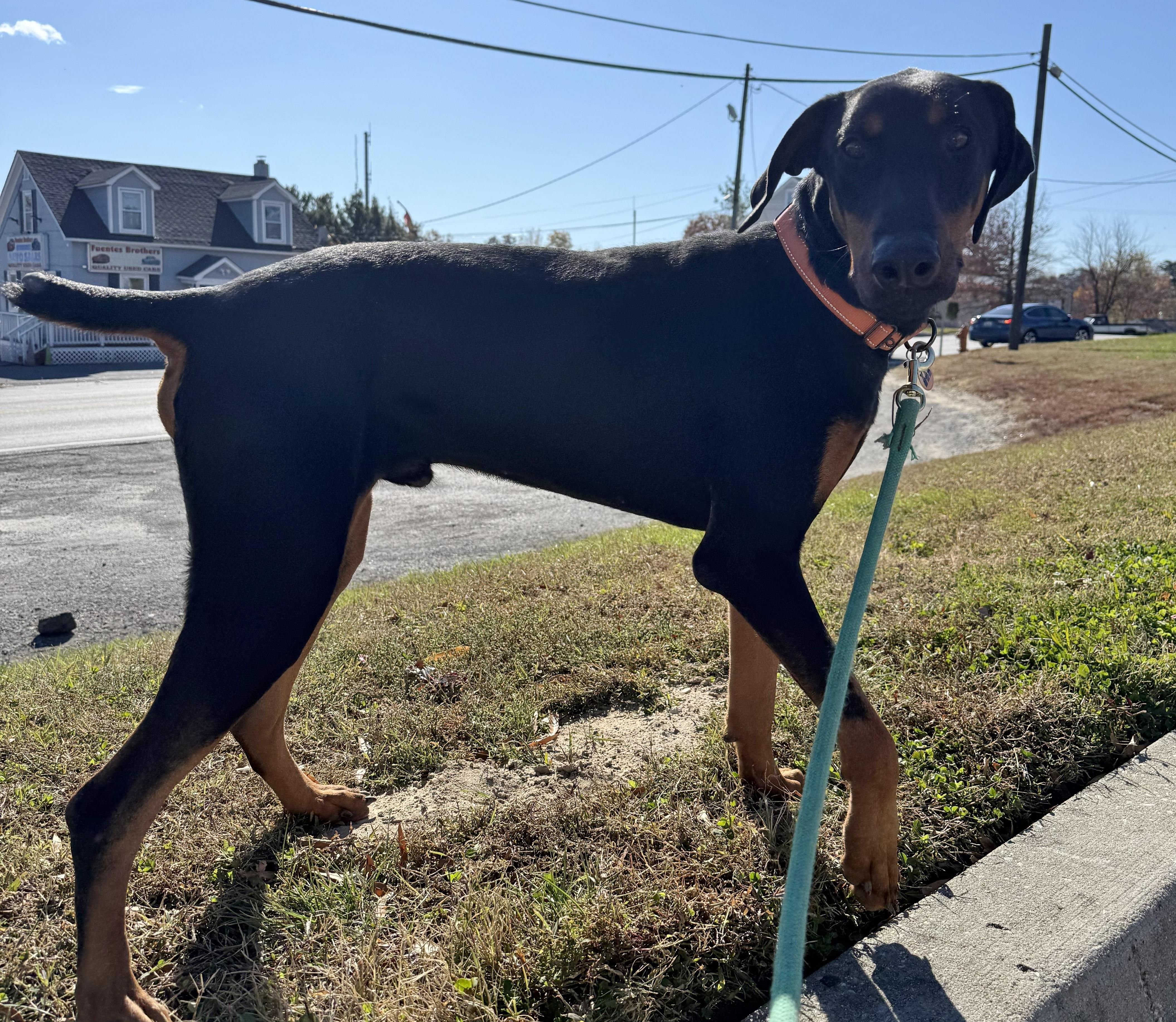 Enlarge Miles, a Adopted Doberman Pinscher in Silver Spring, MD image 5/5