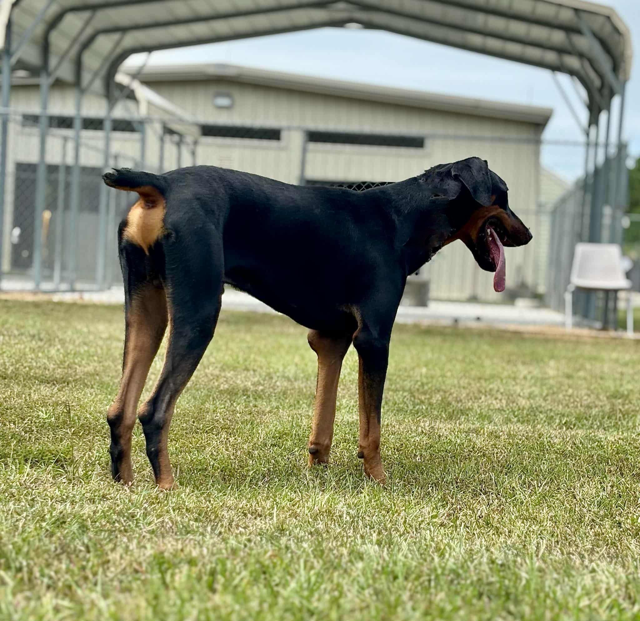 Enlarge Miles, a Adopted Doberman Pinscher in Silver Spring, MD image 3/5