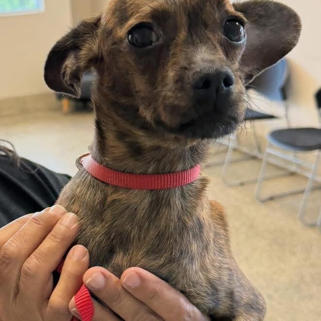 Coco