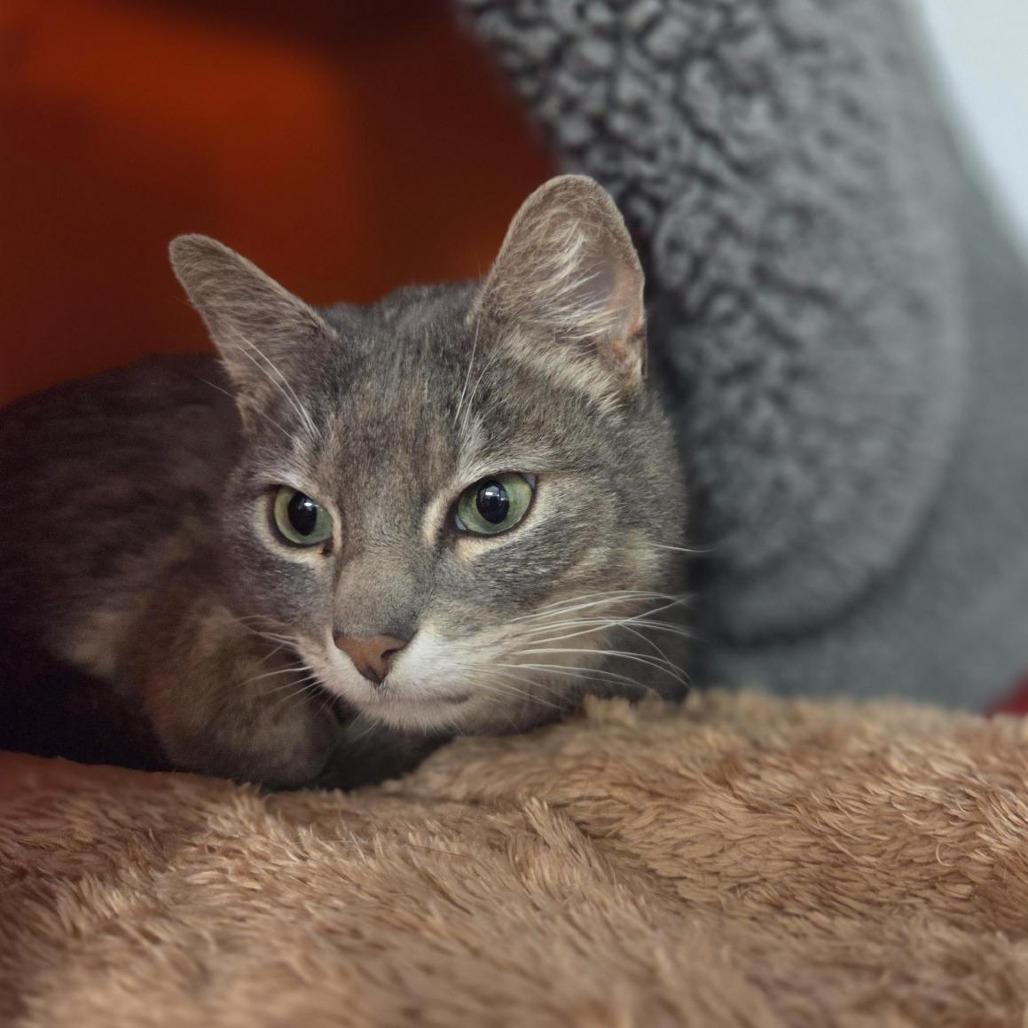 Banjo, Adoptable, Adult Male Domestic Short Hair.