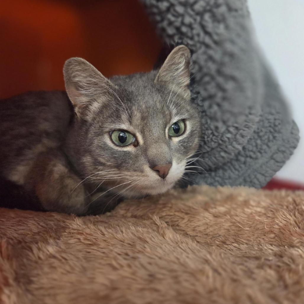 Banjo, a Adoptable Domestic Short Hair in Houston, TX image 2/3