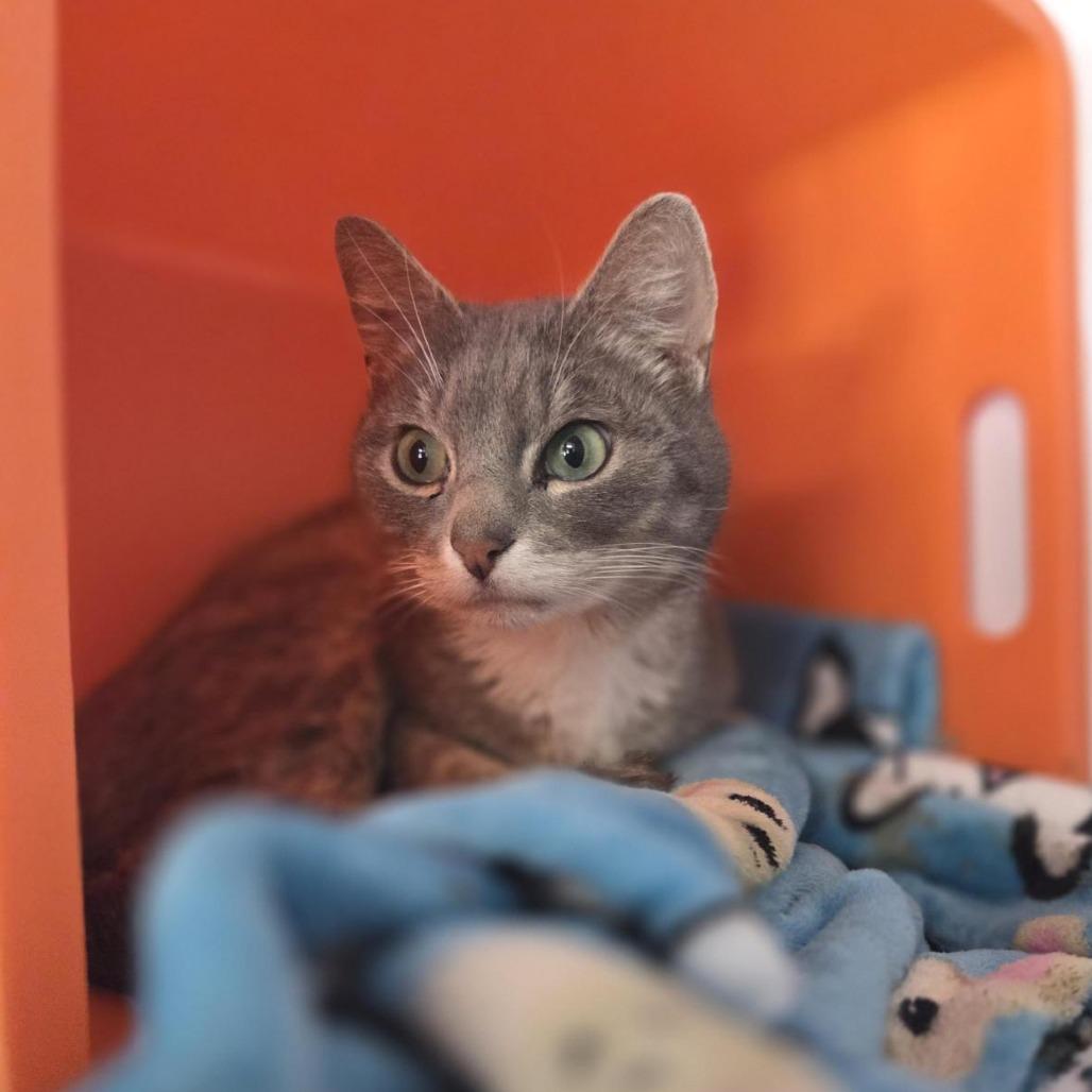Banjo, a Adoptable Domestic Short Hair in Houston, TX image 3/3