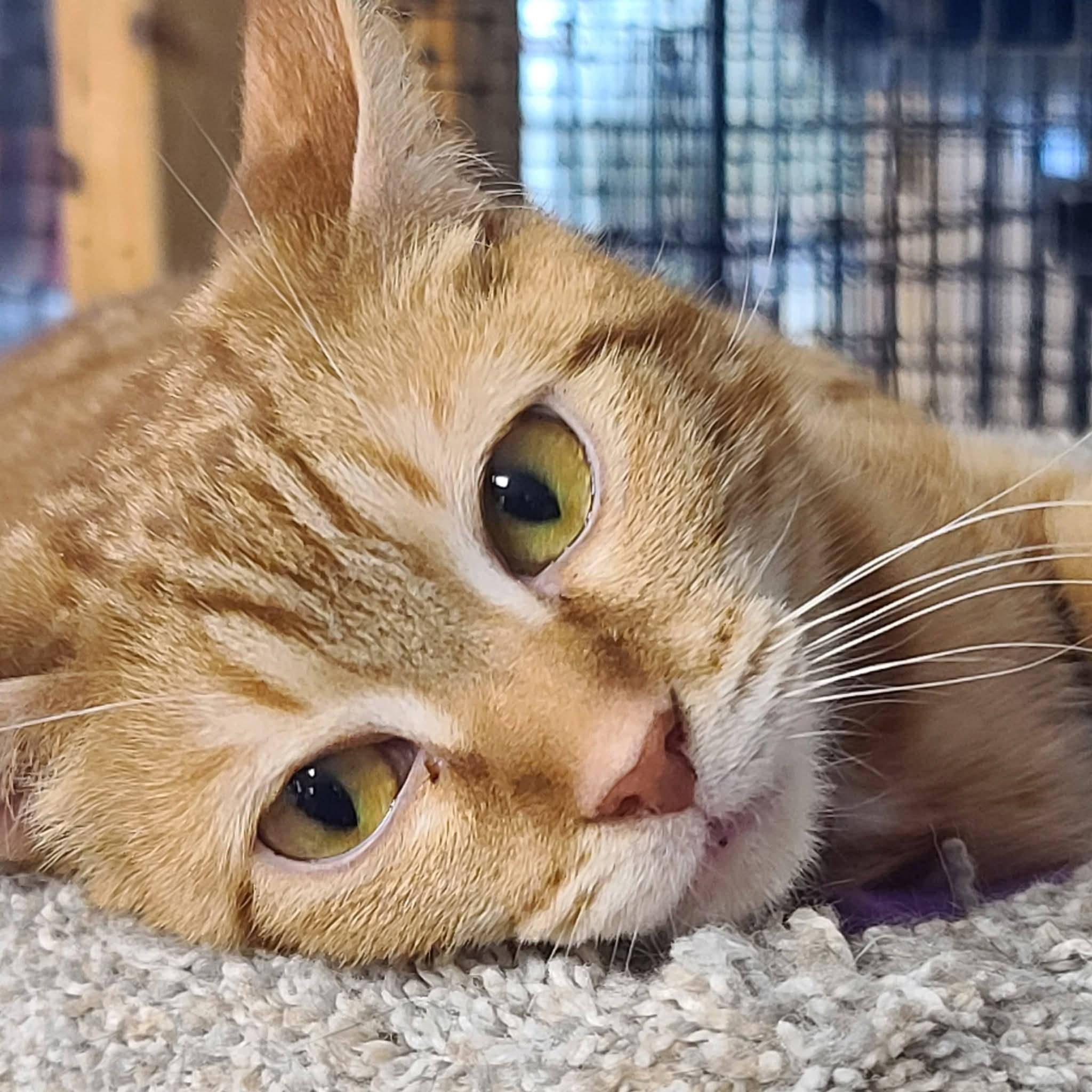 Cheeze, an adopted mixed breed in Germansville, PA image 3/4