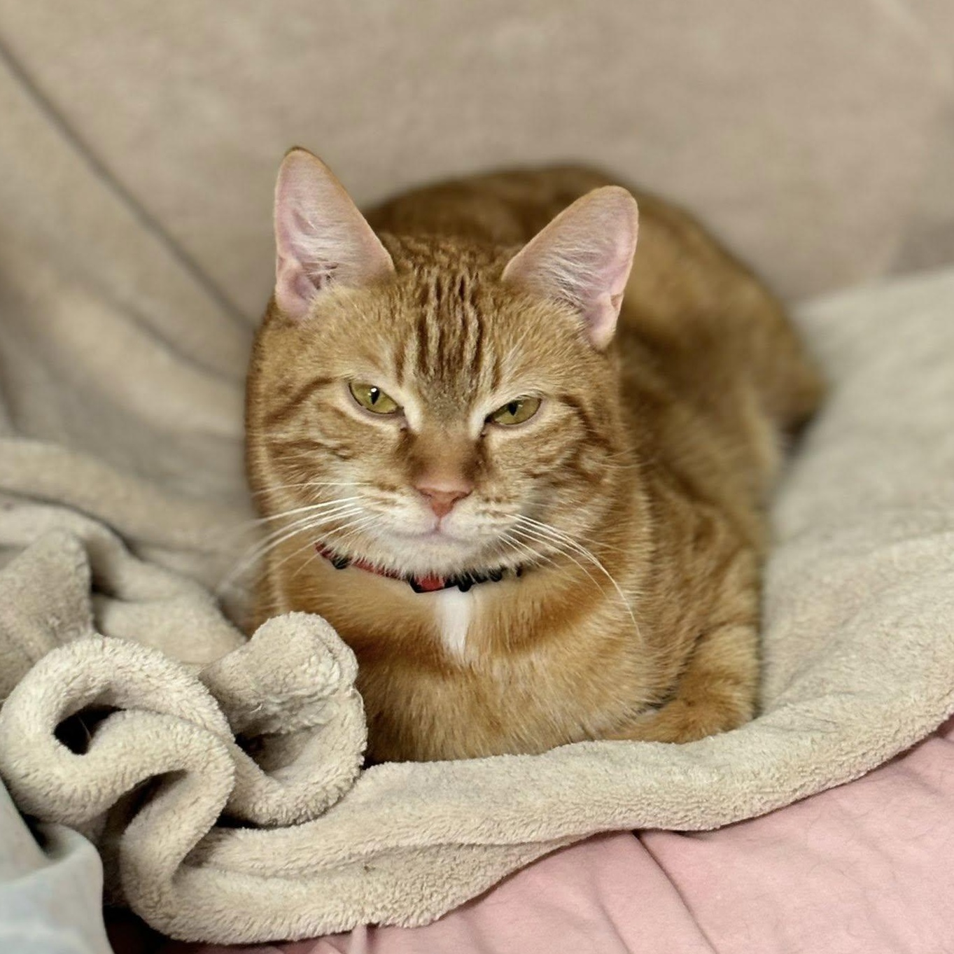 Cheeze, an adopted mixed breed in Germansville, PA image 4/4