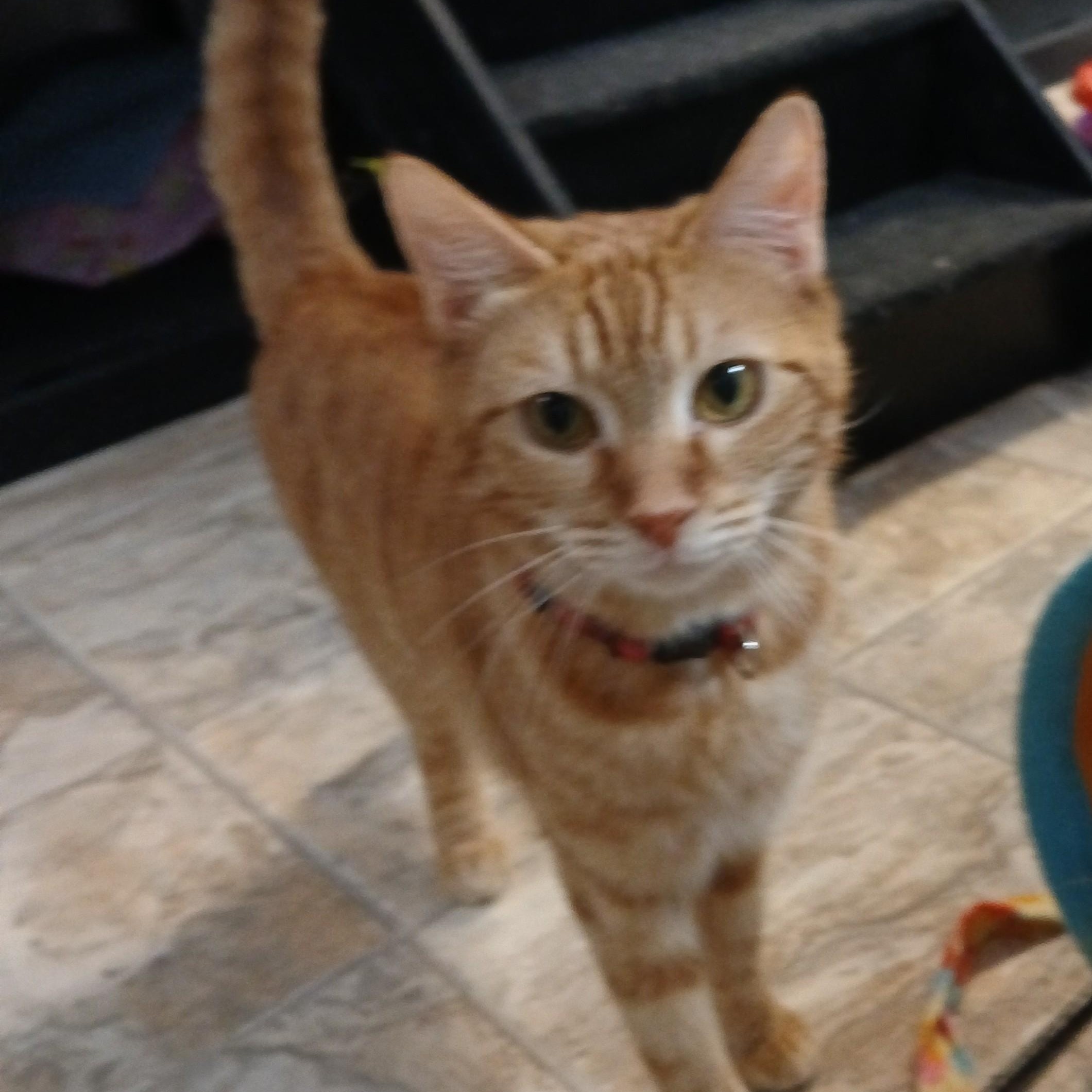 Cheeze, an adopted mixed breed in Germansville, PA image 2/4