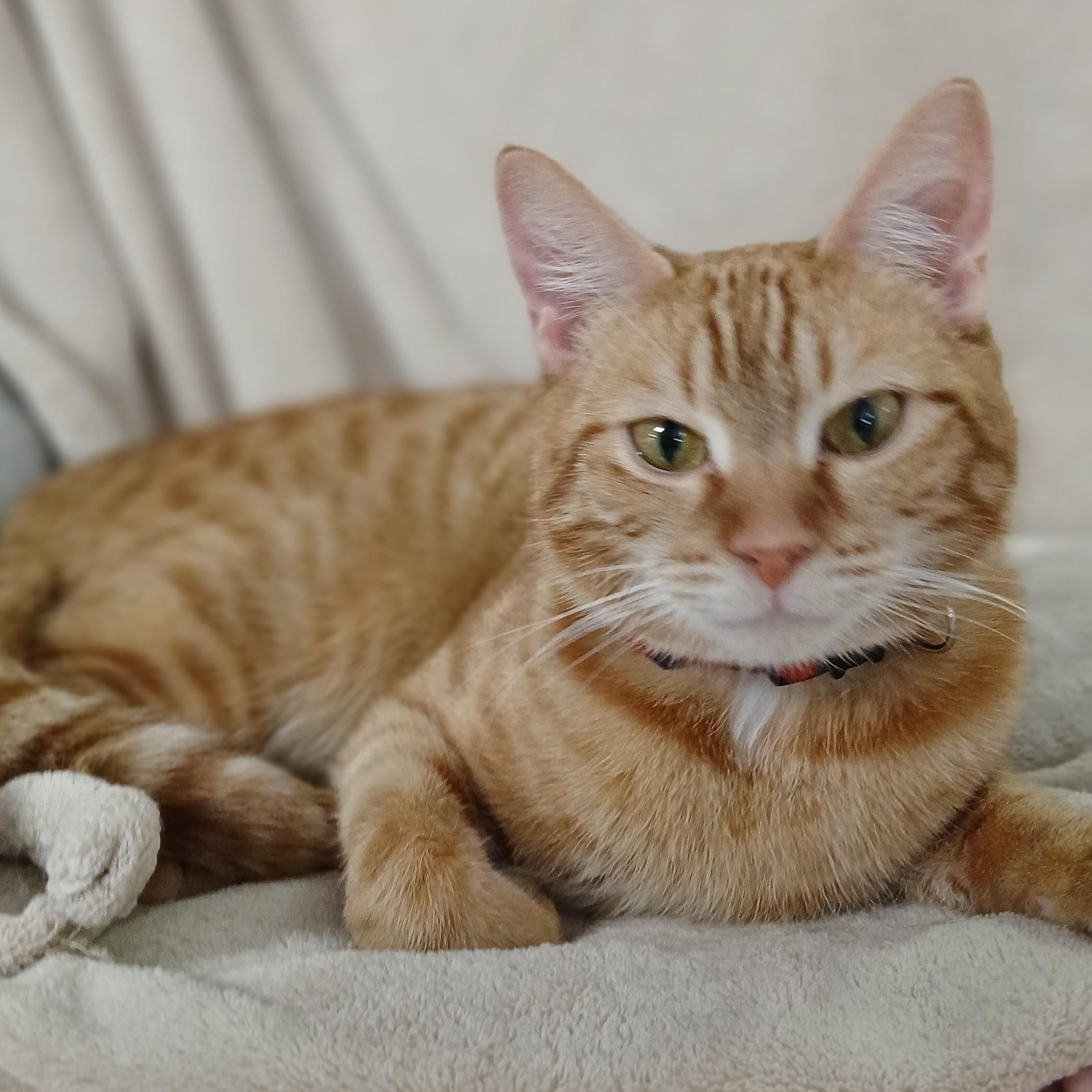 Cheeze, adopted, Adult Female Domestic Short Hair & Tabby.