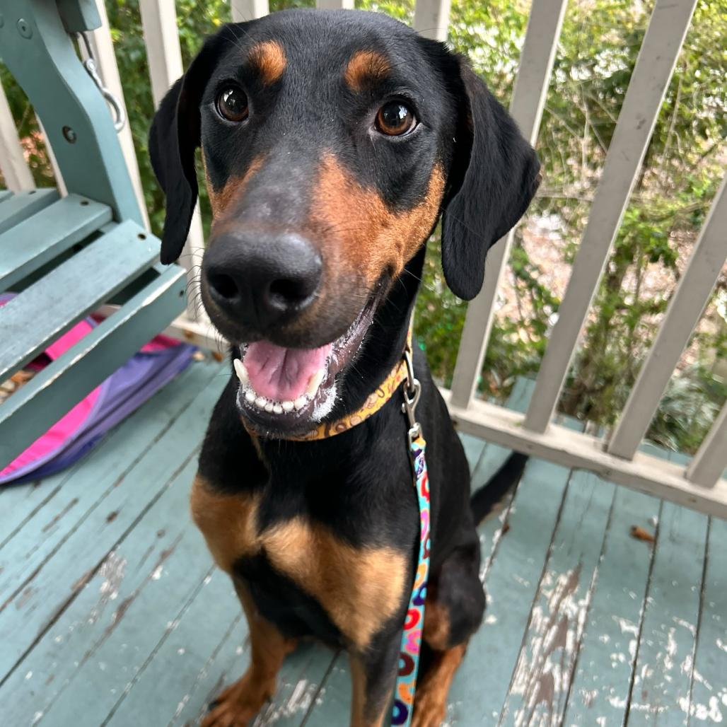 Jasmine Rose (Benefactor Dog)