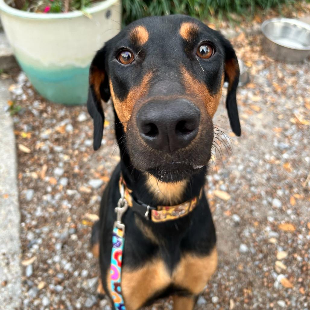 Jasmine Rose (Benefactor Dog) — thumbnail 2