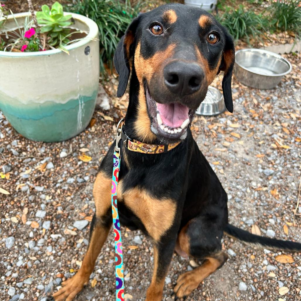 Jasmine Rose (Benefactor Dog) — thumbnail 4