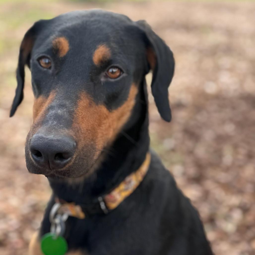 Jasmine Rose (Benefactor Dog) — thumbnail 5