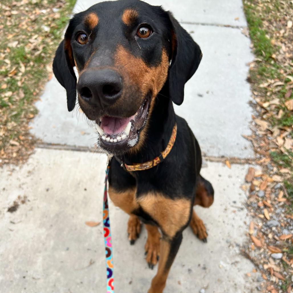 Jasmine Rose (Benefactor Dog) — thumbnail 6