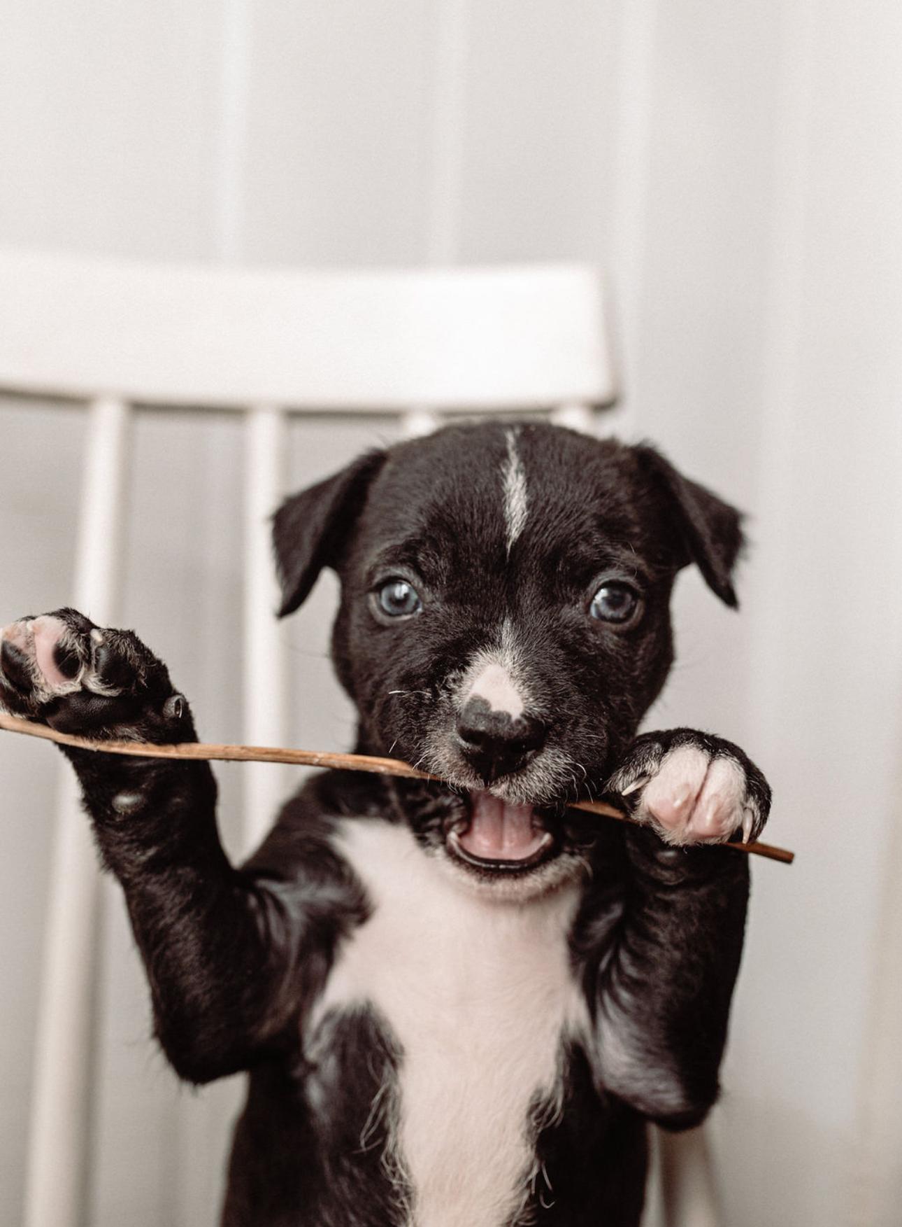 Comet, ADOPTABLE, Puppy Male Mixed Breed.