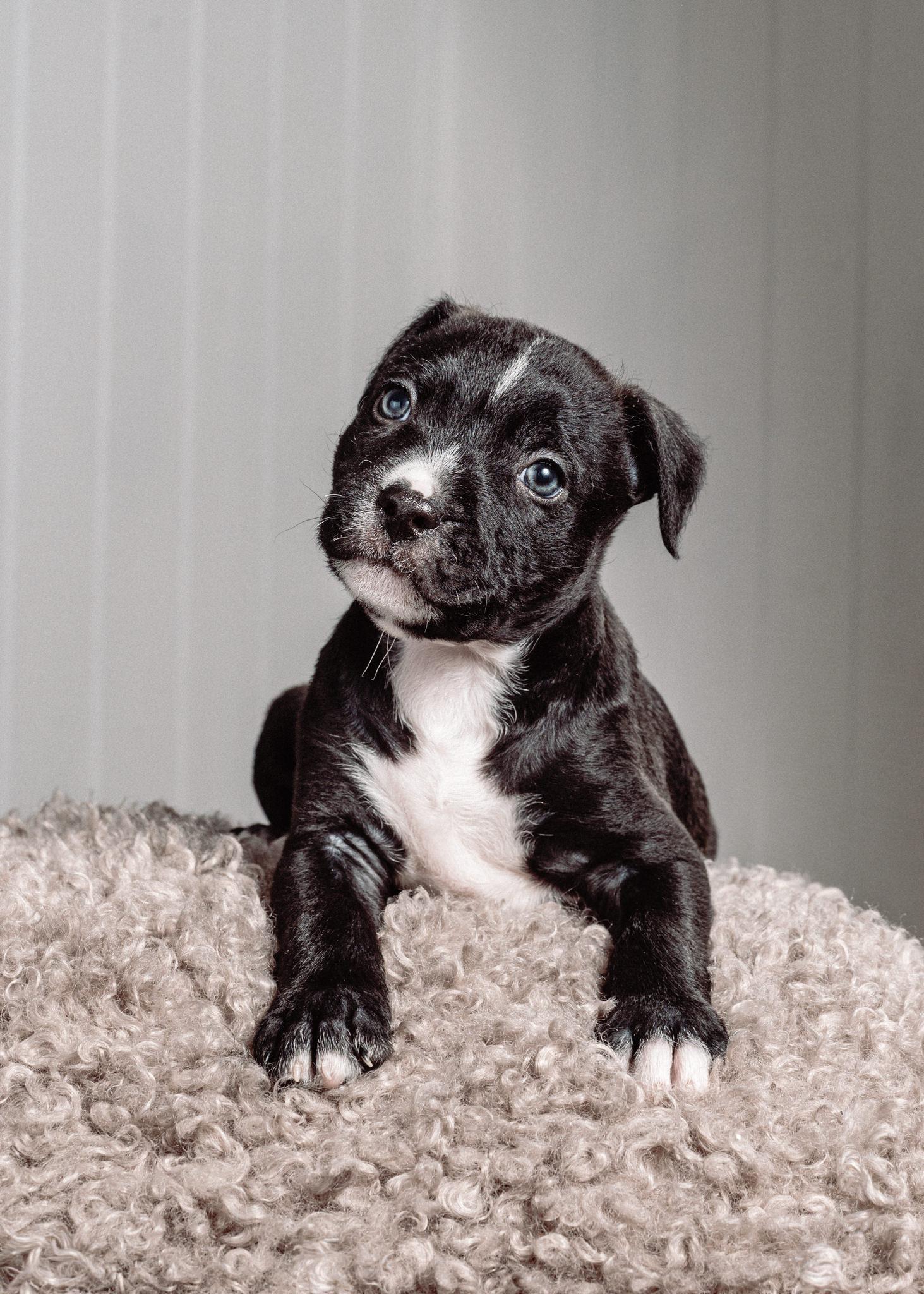 Enlarge Comet, a ADOPTABLE mixed breed in Burbank, CA image 2/3