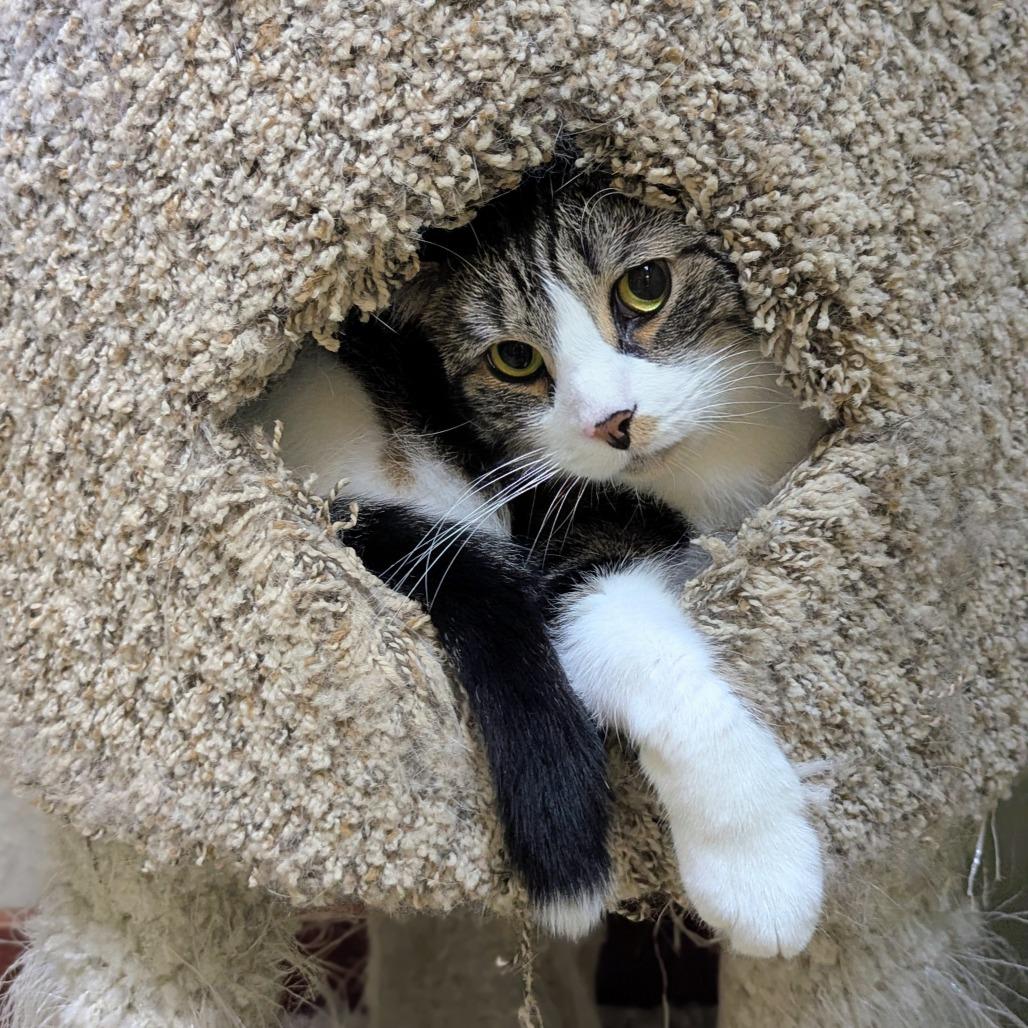 Mulligan, a Adoptable Domestic Short Hair in Buffalo, NY image 1/2