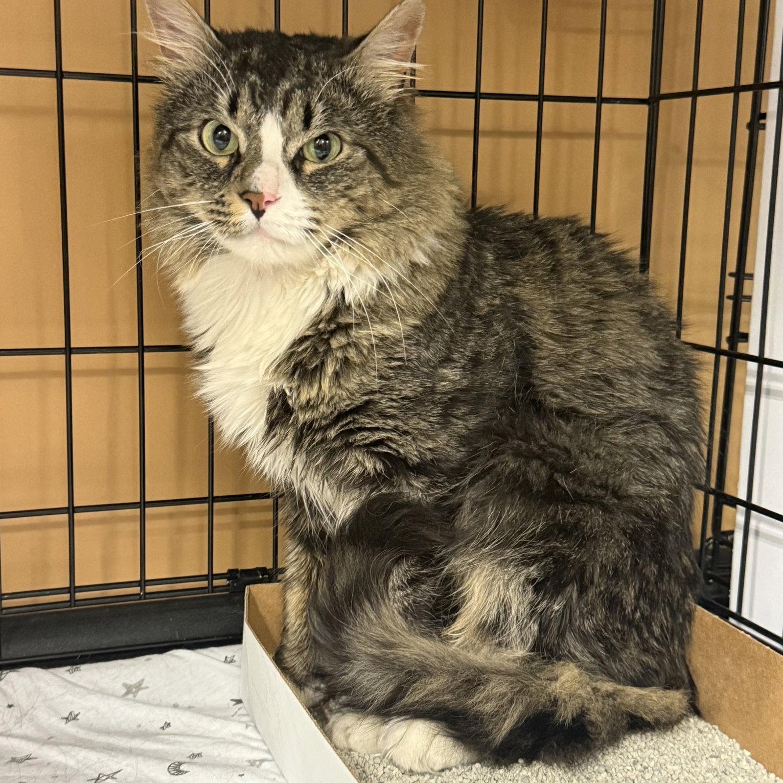 Jake, Adopted, Young Male Calico.