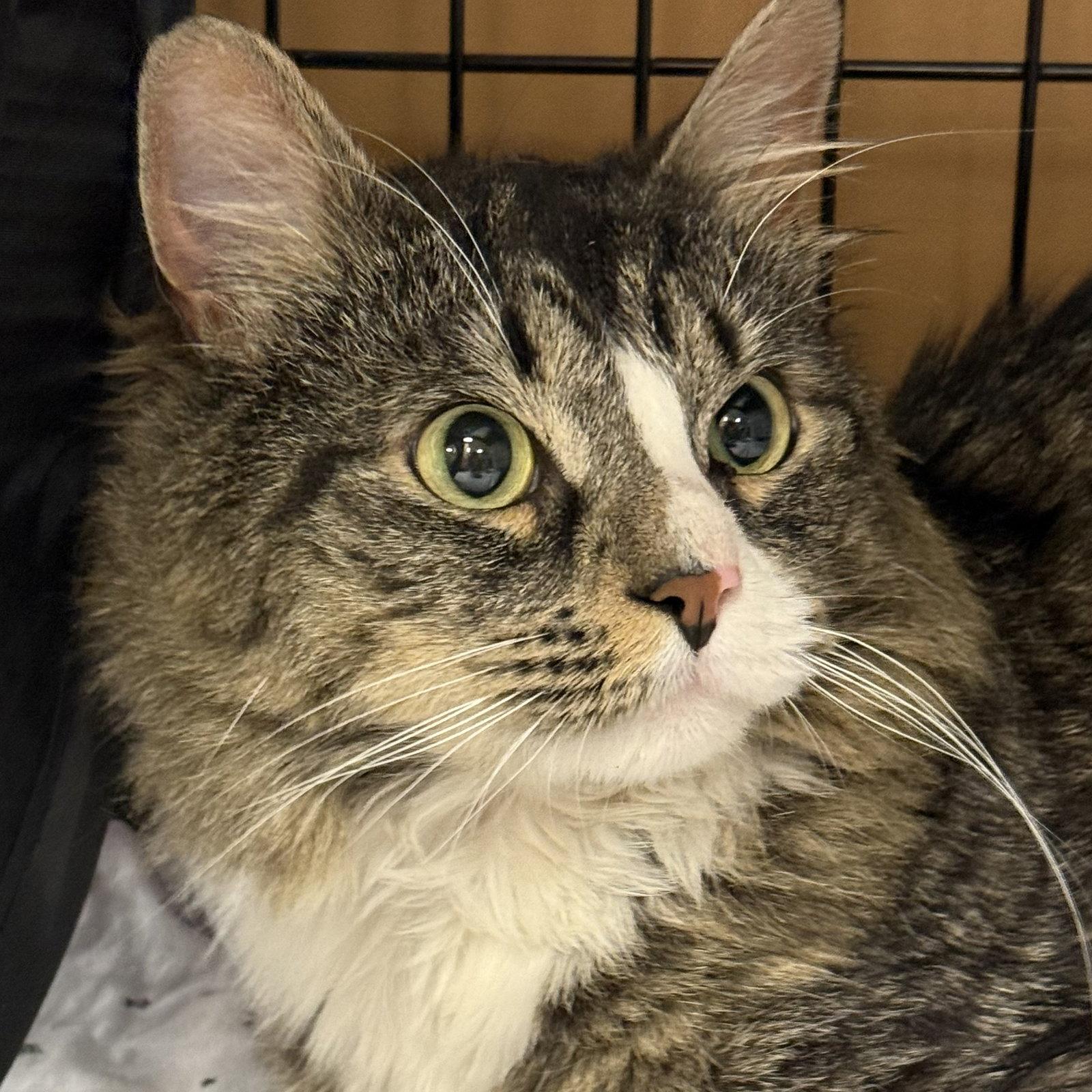Jake, a Adopted Calico in Flushing, NY image 3/3