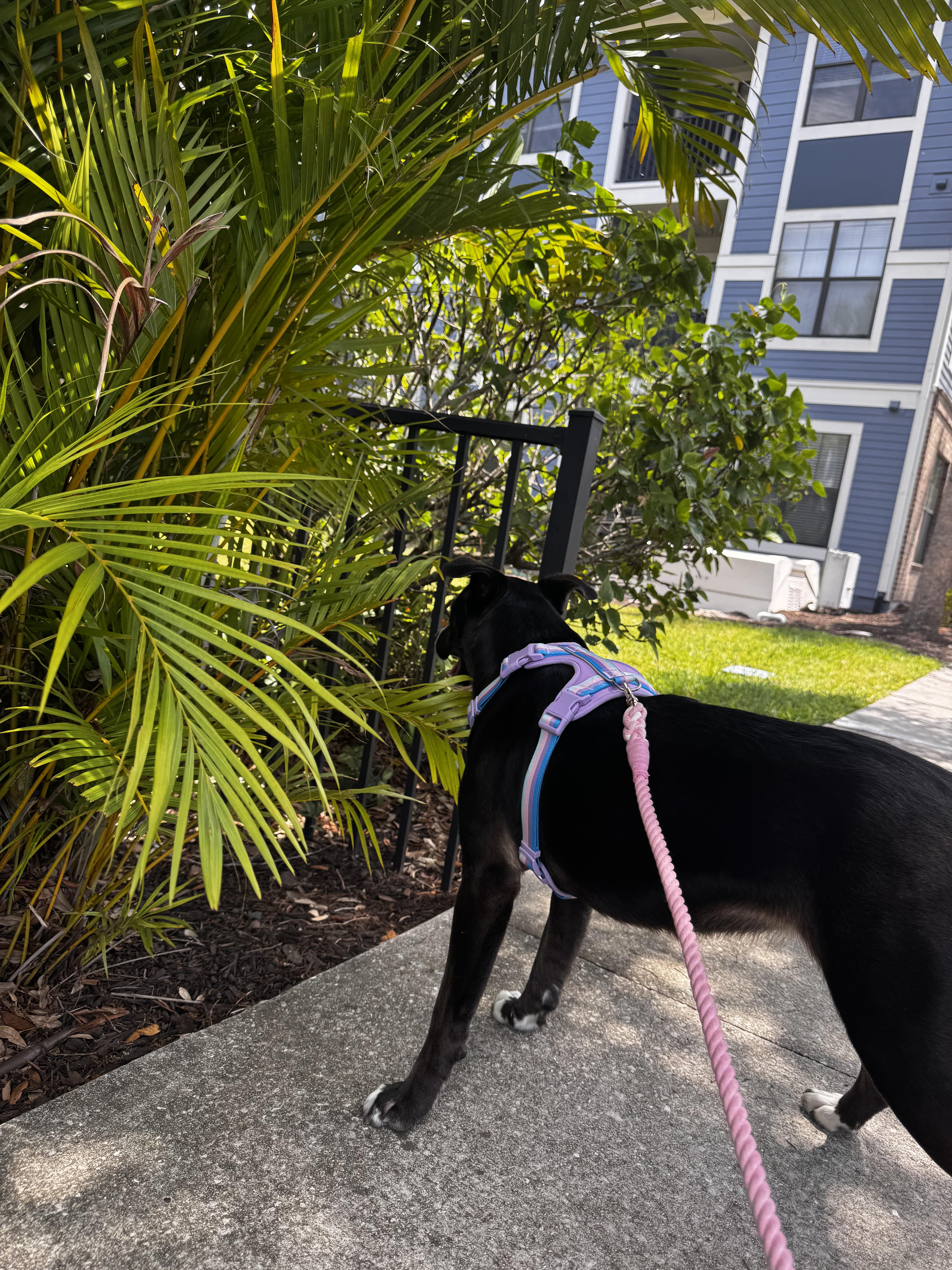 Enlarge Florence, a ADOPTABLE mixed breed in tampa, FL image 2/3