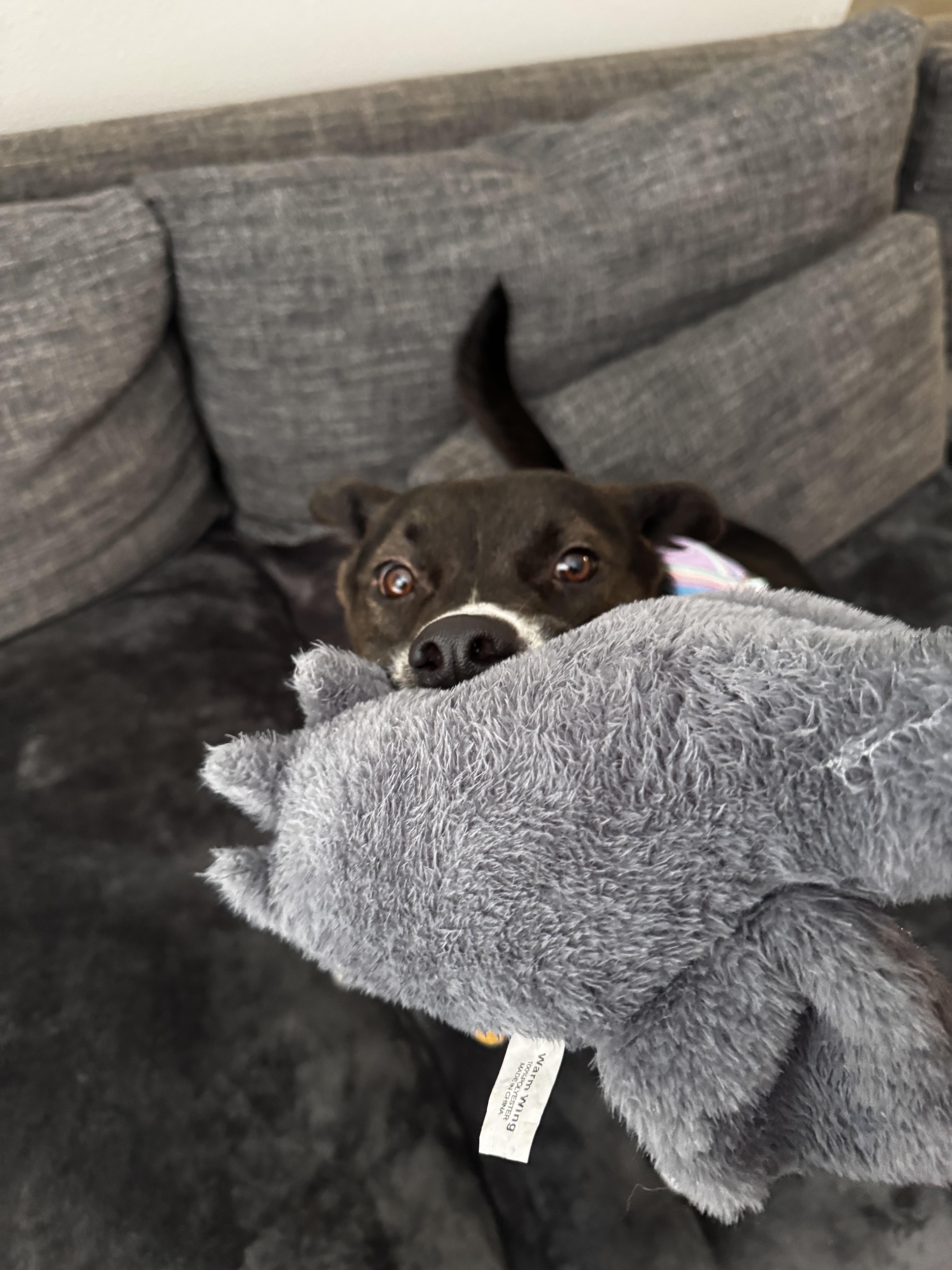 Enlarge Florence, a ADOPTABLE mixed breed in tampa, FL image 3/3