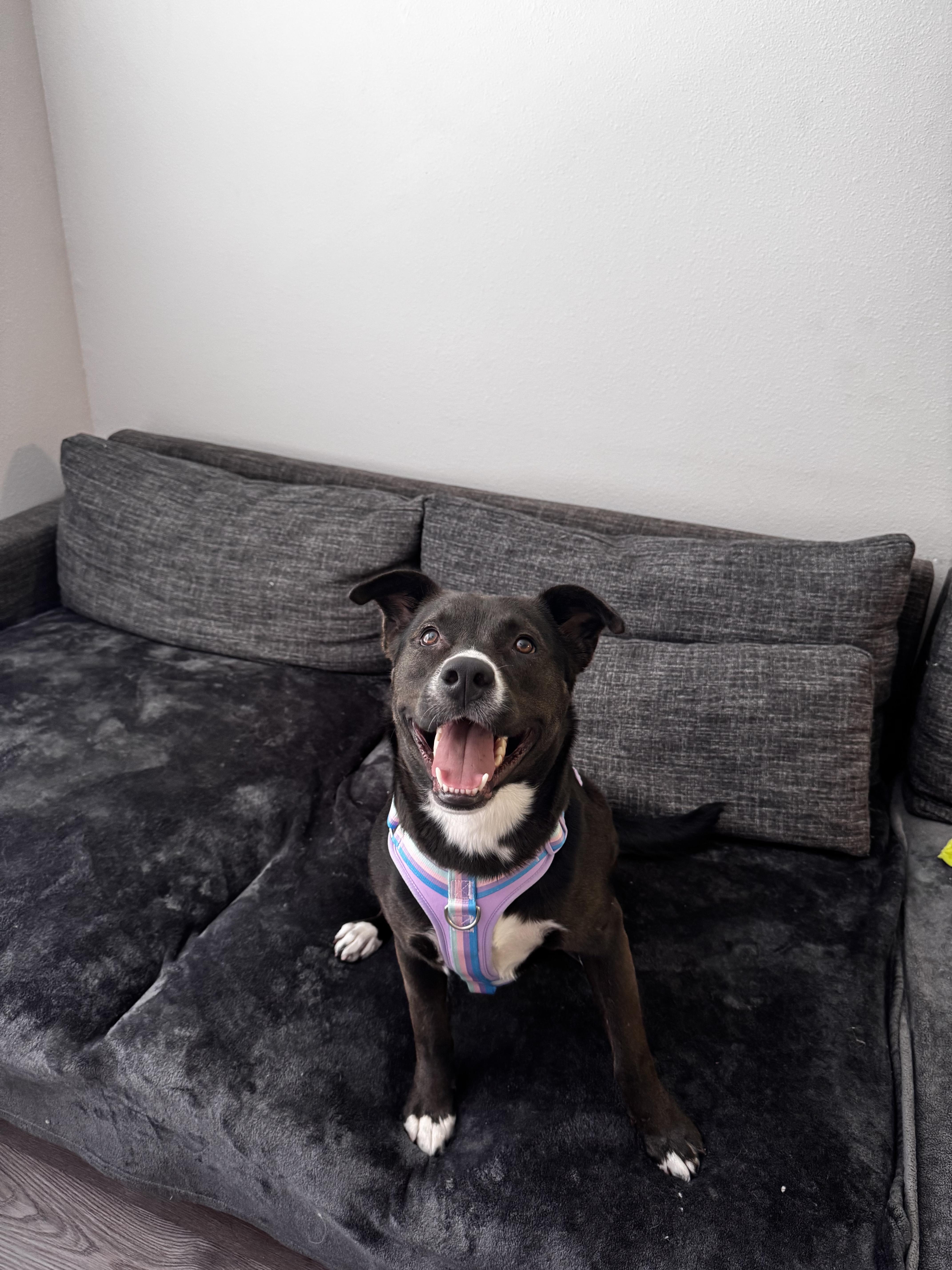 Florence, ADOPTABLE, Puppy Female Border Collie.