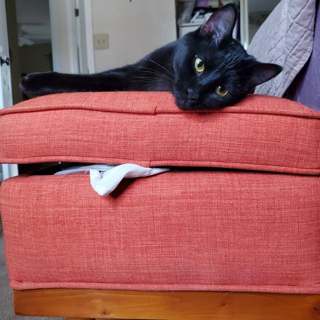 NALA, Adoptable, Young Female Domestic Short Hair.