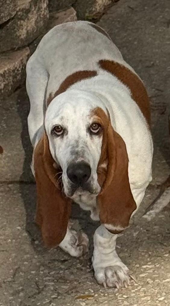 Enlarge Nella, a Adoptable Basset Hound in Auburndale, FL image 3/3