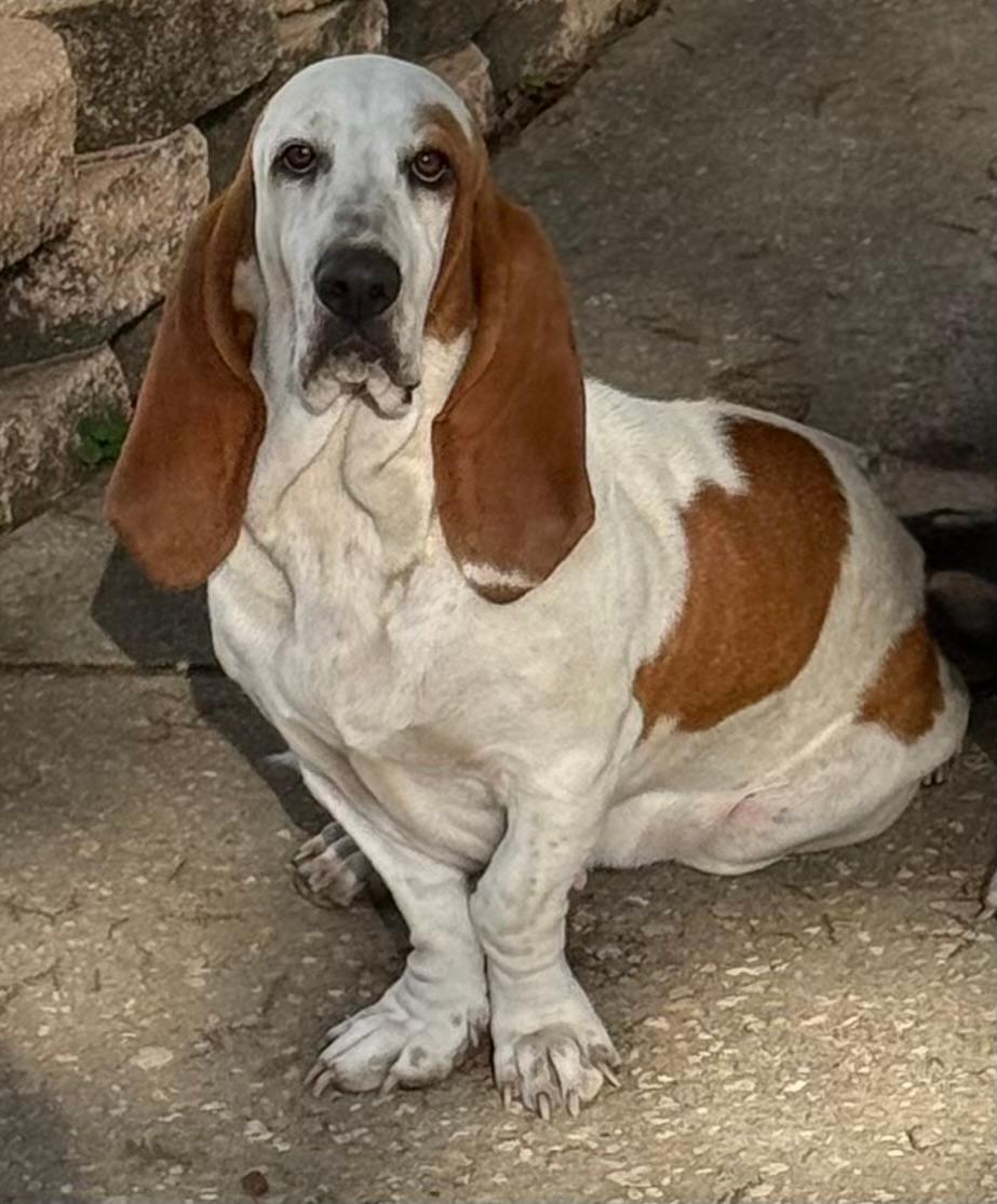 Enlarge Nella, a Adoptable Basset Hound in Auburndale, FL image 2/3