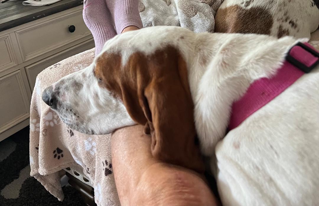 Enlarge Nella, a Adoptable Basset Hound in Auburndale, FL image 1/3