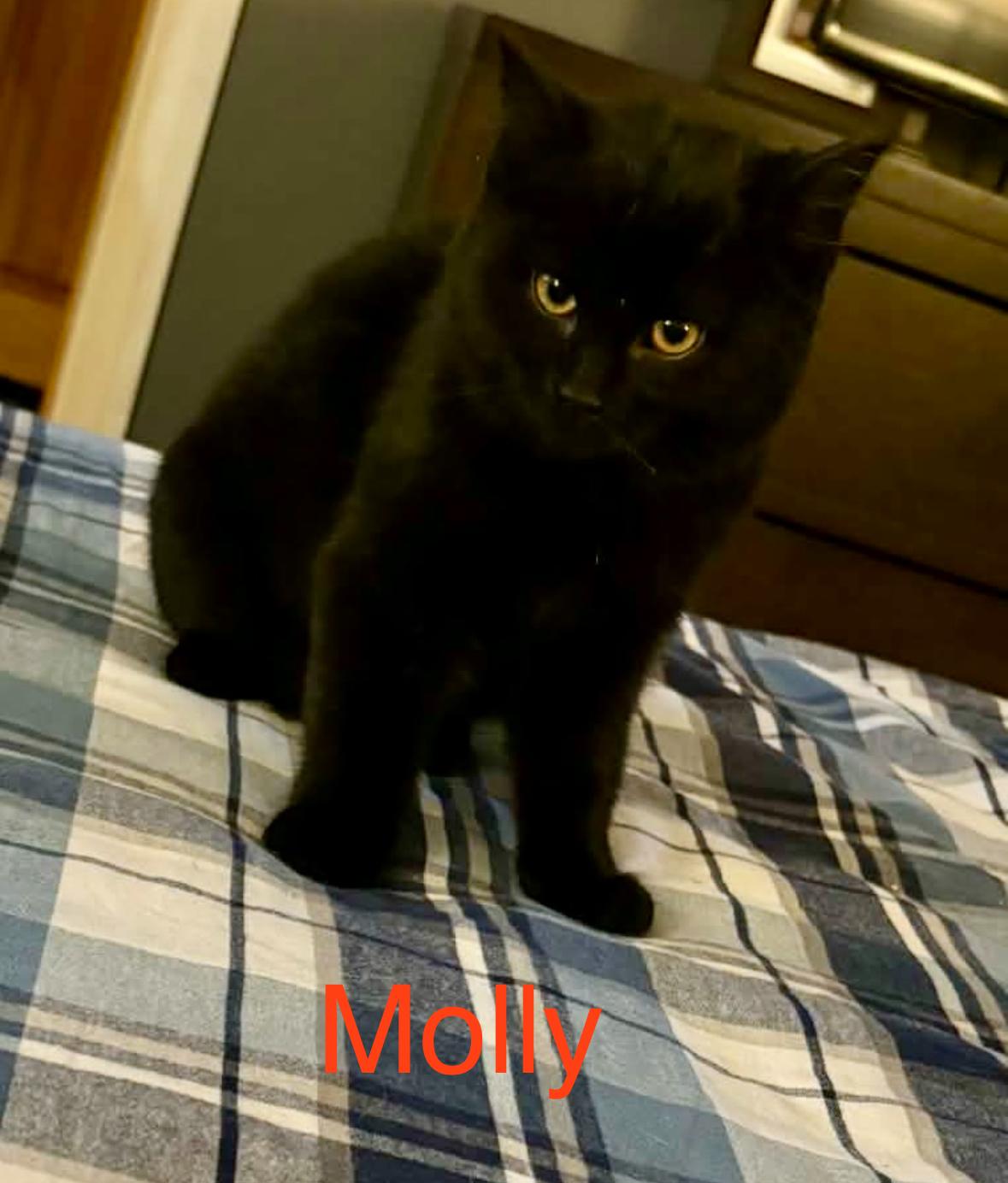 Molly, an adopted Domestic Short Hair in Pointe-Claire, QC image 1/2