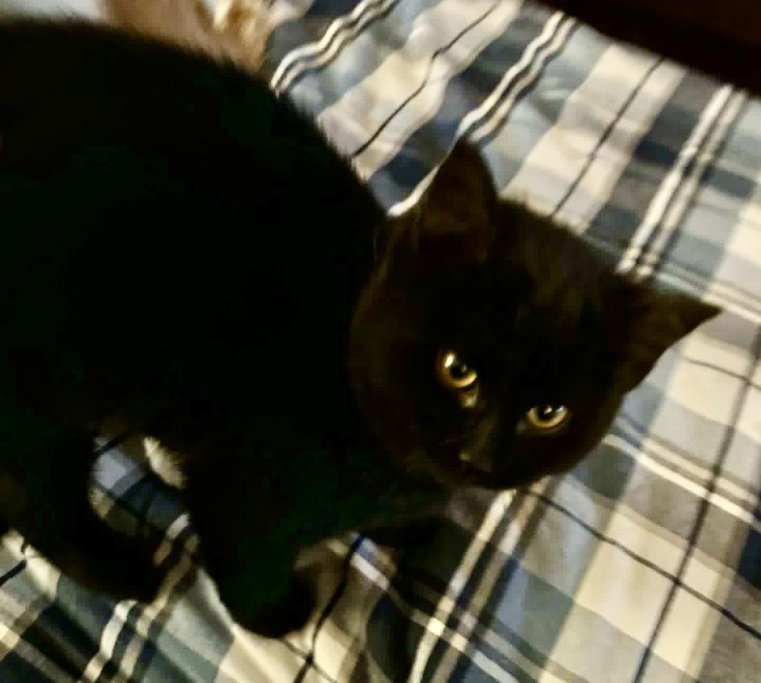 Molly, an adopted Domestic Short Hair in Pointe-Claire, QC image 2/2