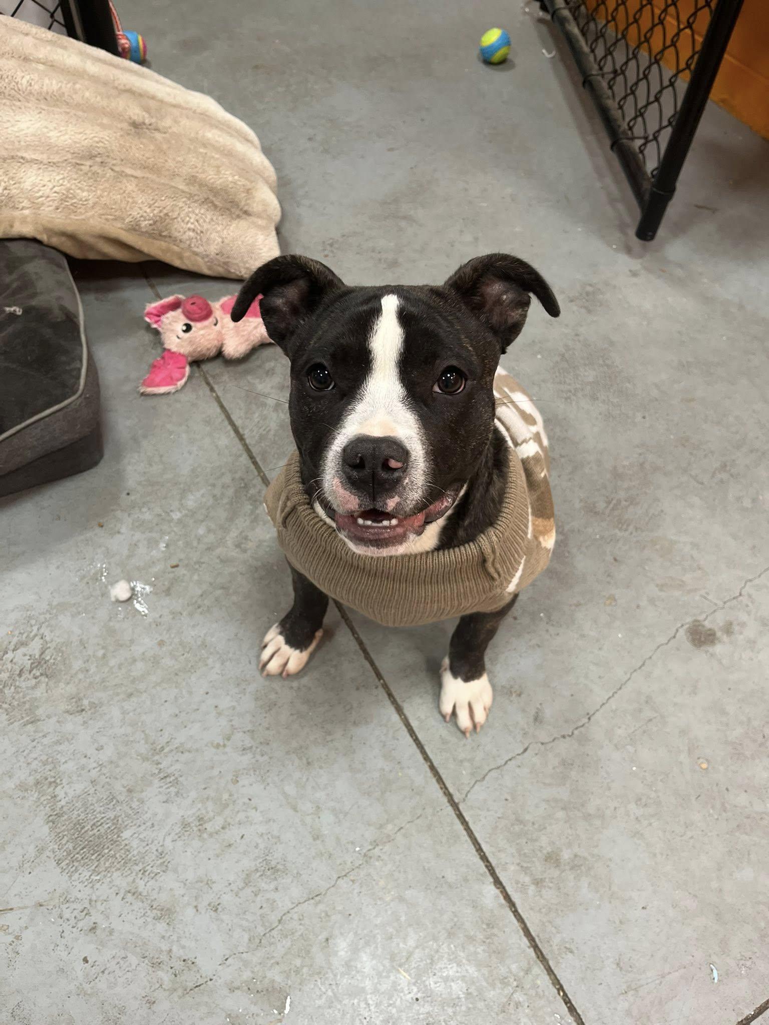 Munchkin , adopted, Puppy Female American Bully.