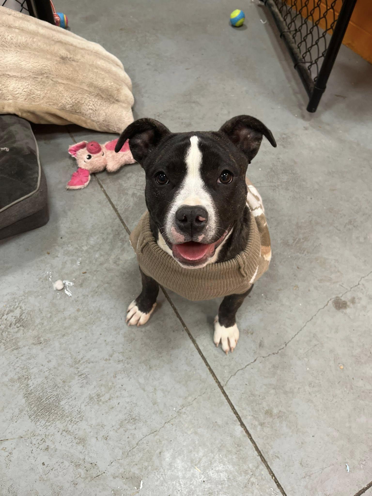 Munchkin , an adopted mixed breed in Lincoln Park, MI image 2/5