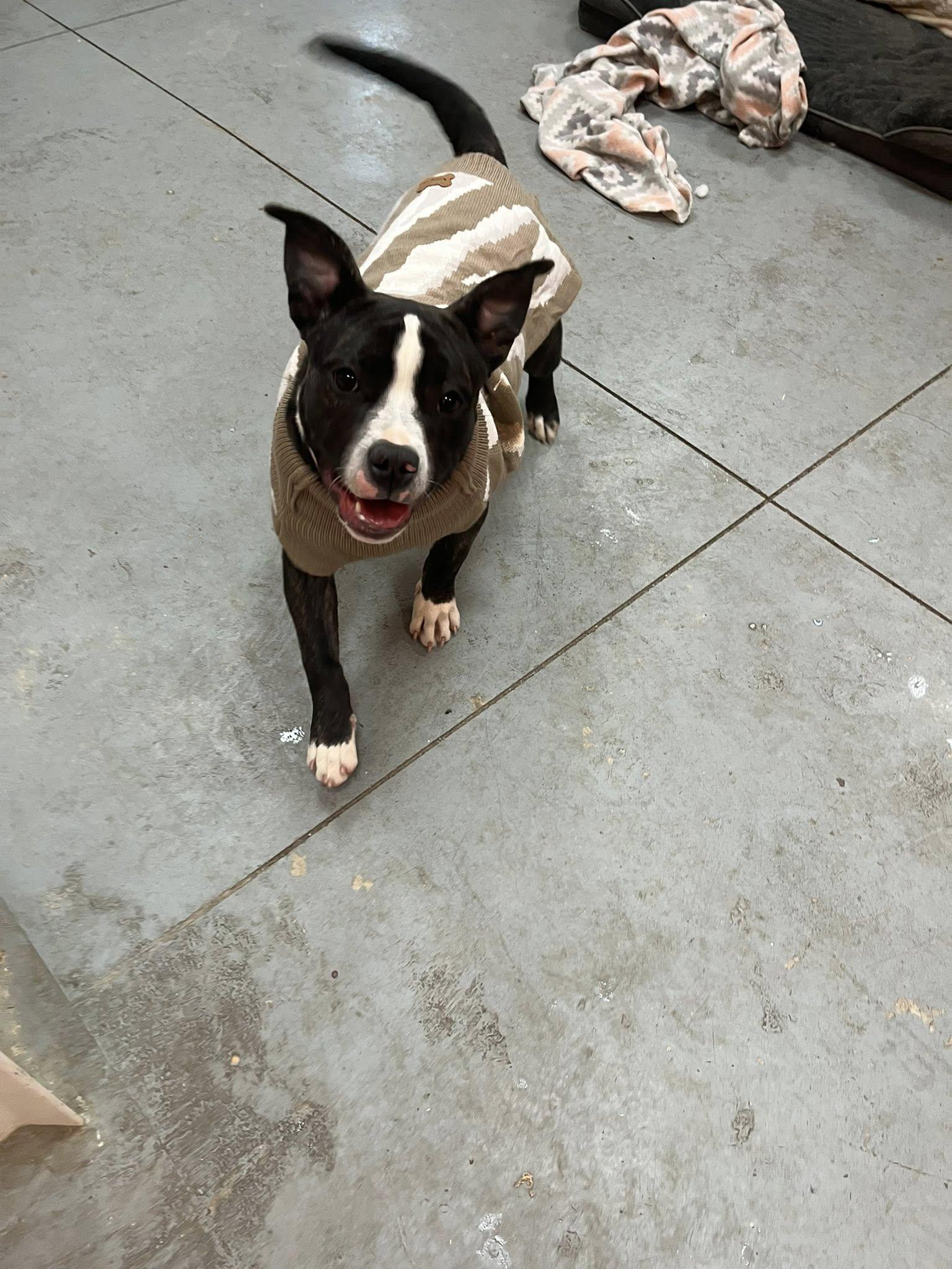 Munchkin , an adopted mixed breed in Lincoln Park, MI image 3/5