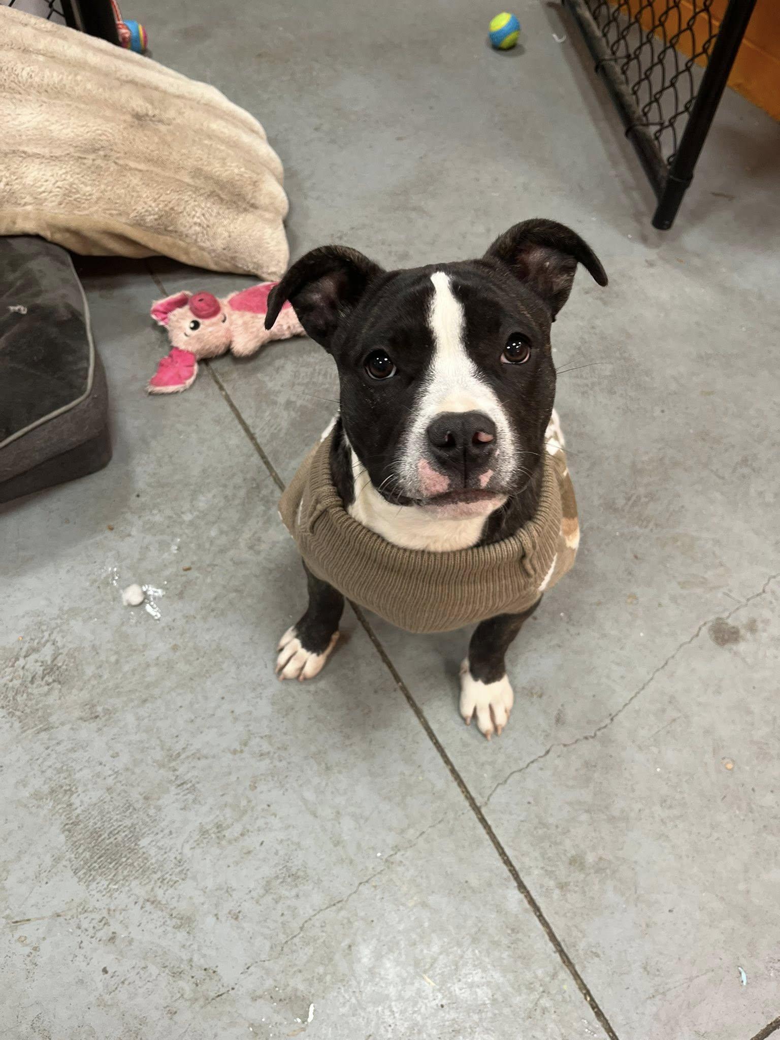 Munchkin , an adopted mixed breed in Lincoln Park, MI image 5/5