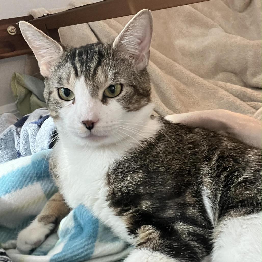 Blake, Adoptable, Young Male Domestic Short Hair & Domestic Short Hair.