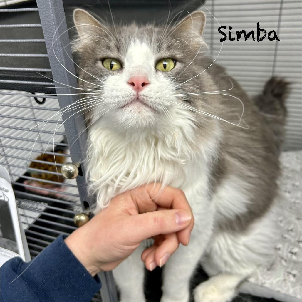 Simba, Adoptable, Adult Male Domestic Short Hair.