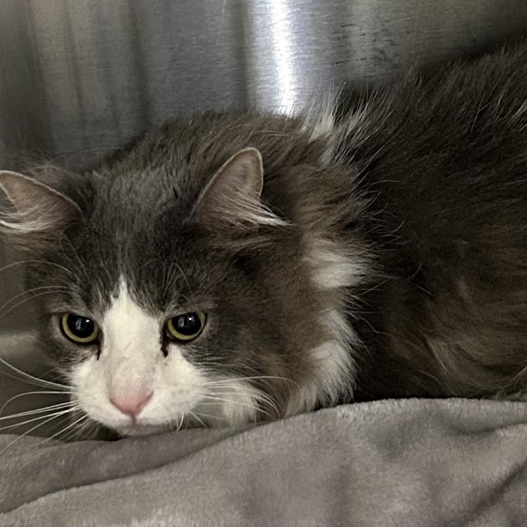 Enlarge Simba, a Adoptable Domestic Short Hair in Hannibal, MO image 2/2