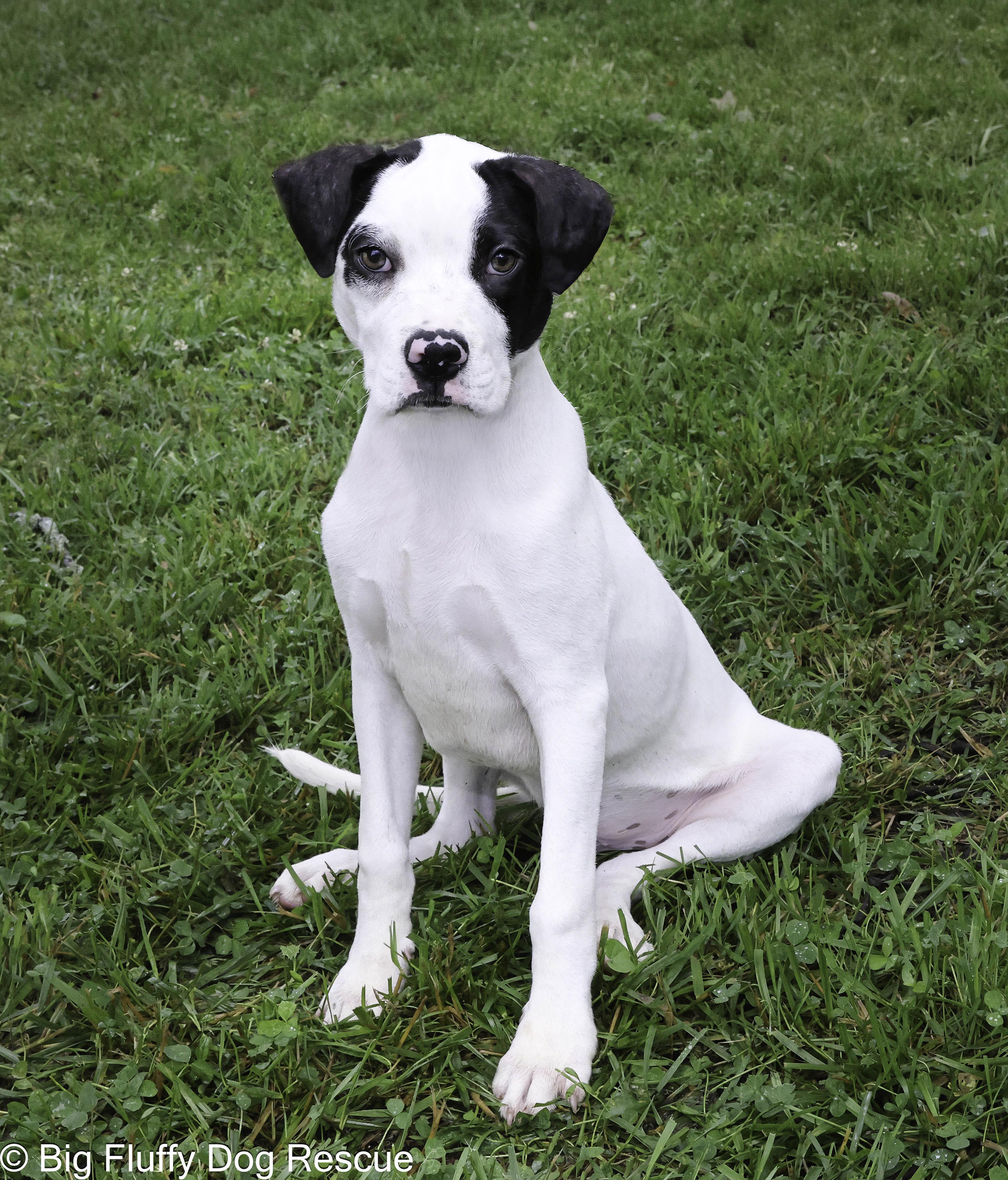Gallax, a Adoptable mixed breed in Hickory, NC image 2/3