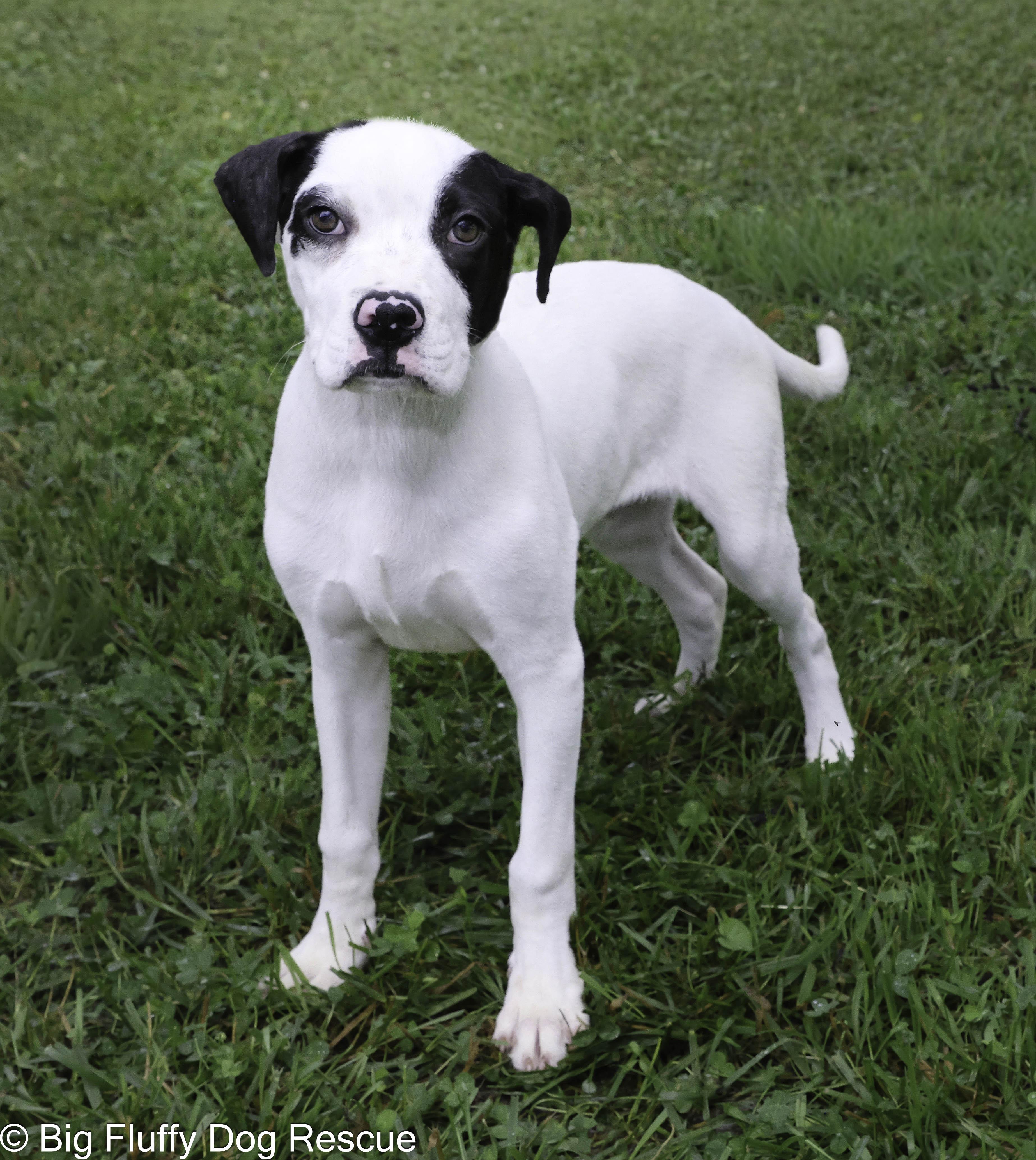 Gallax, a Adoptable mixed breed in Hickory, NC image 3/3