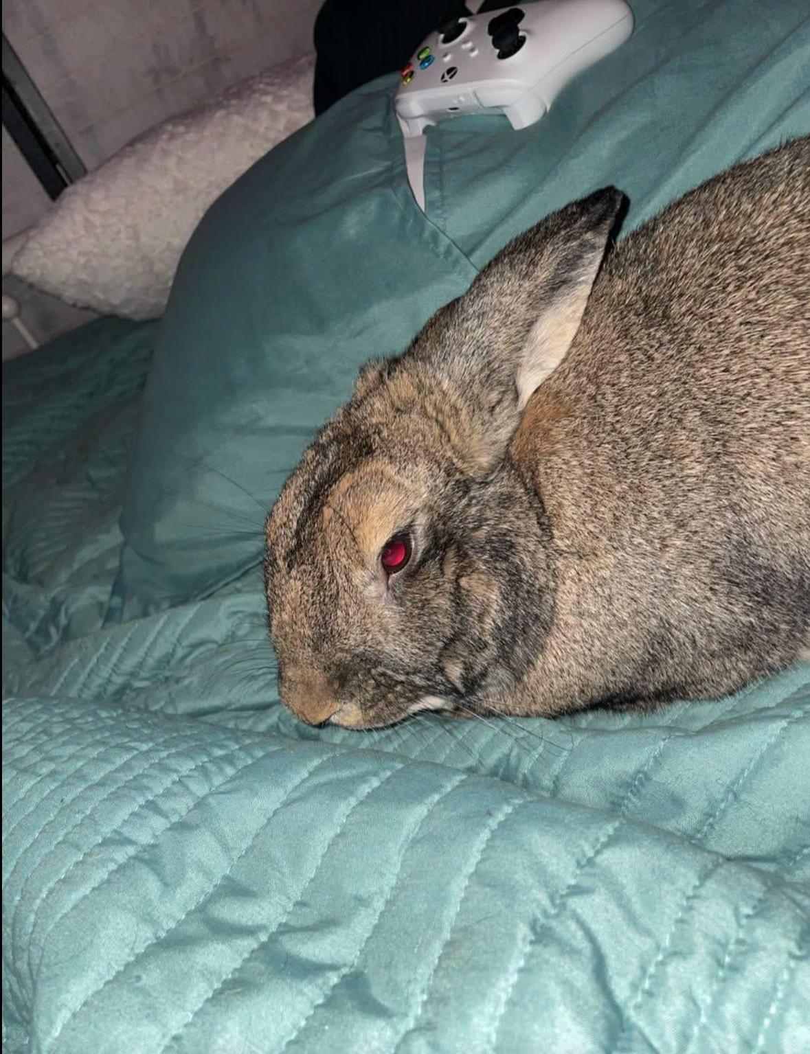 Bentley, Adoptable, Adult Male Harlequin.