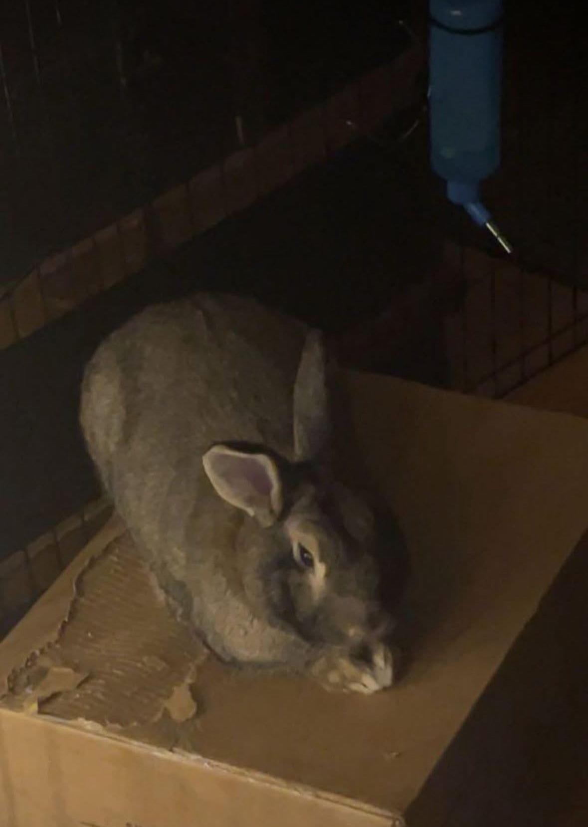 Enlarge Bentley, a Adoptable Harlequin in Gig Harbor, WA image 2/4