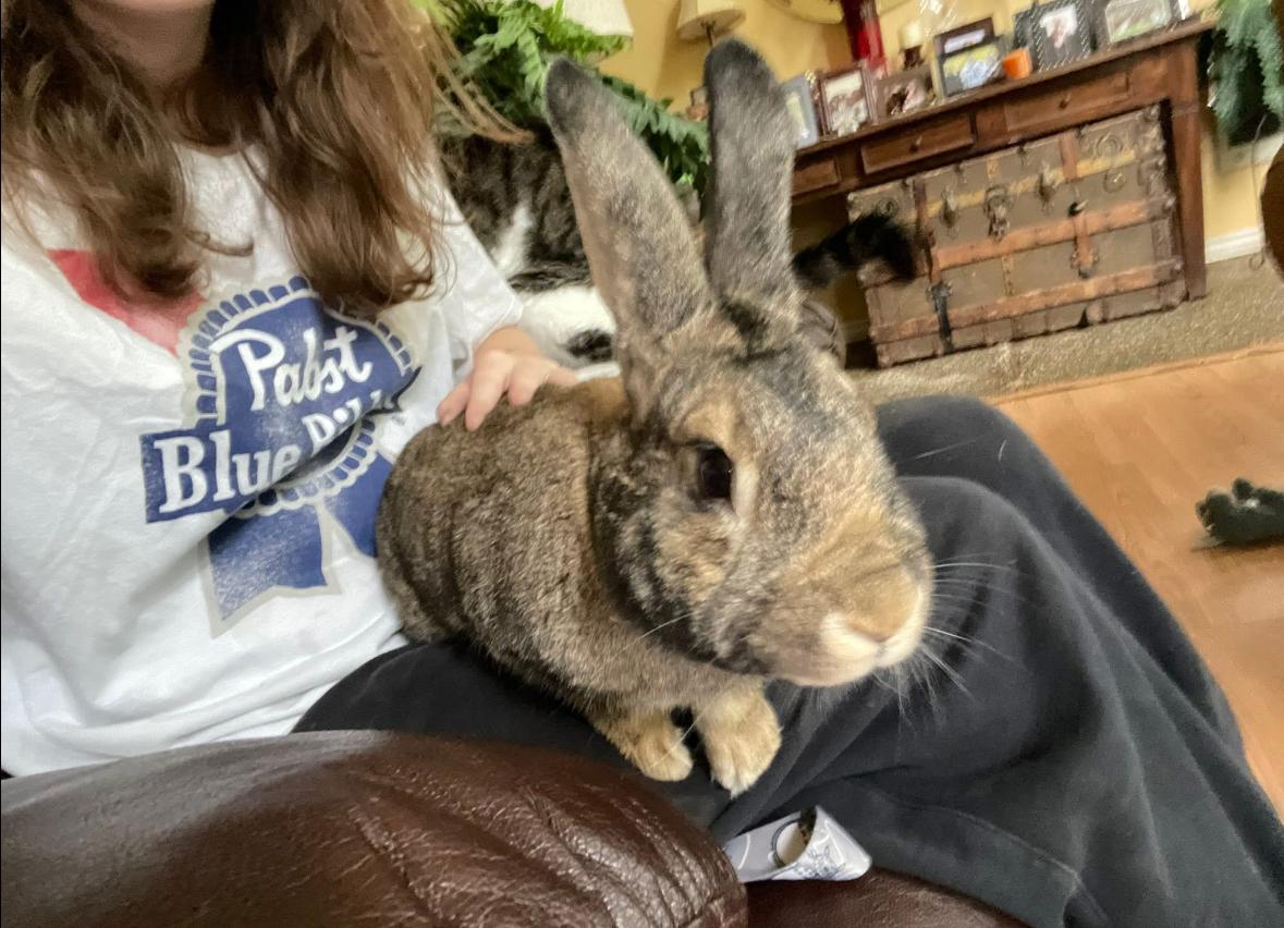 Enlarge Bentley, a Adoptable Harlequin in Gig Harbor, WA image 4/4