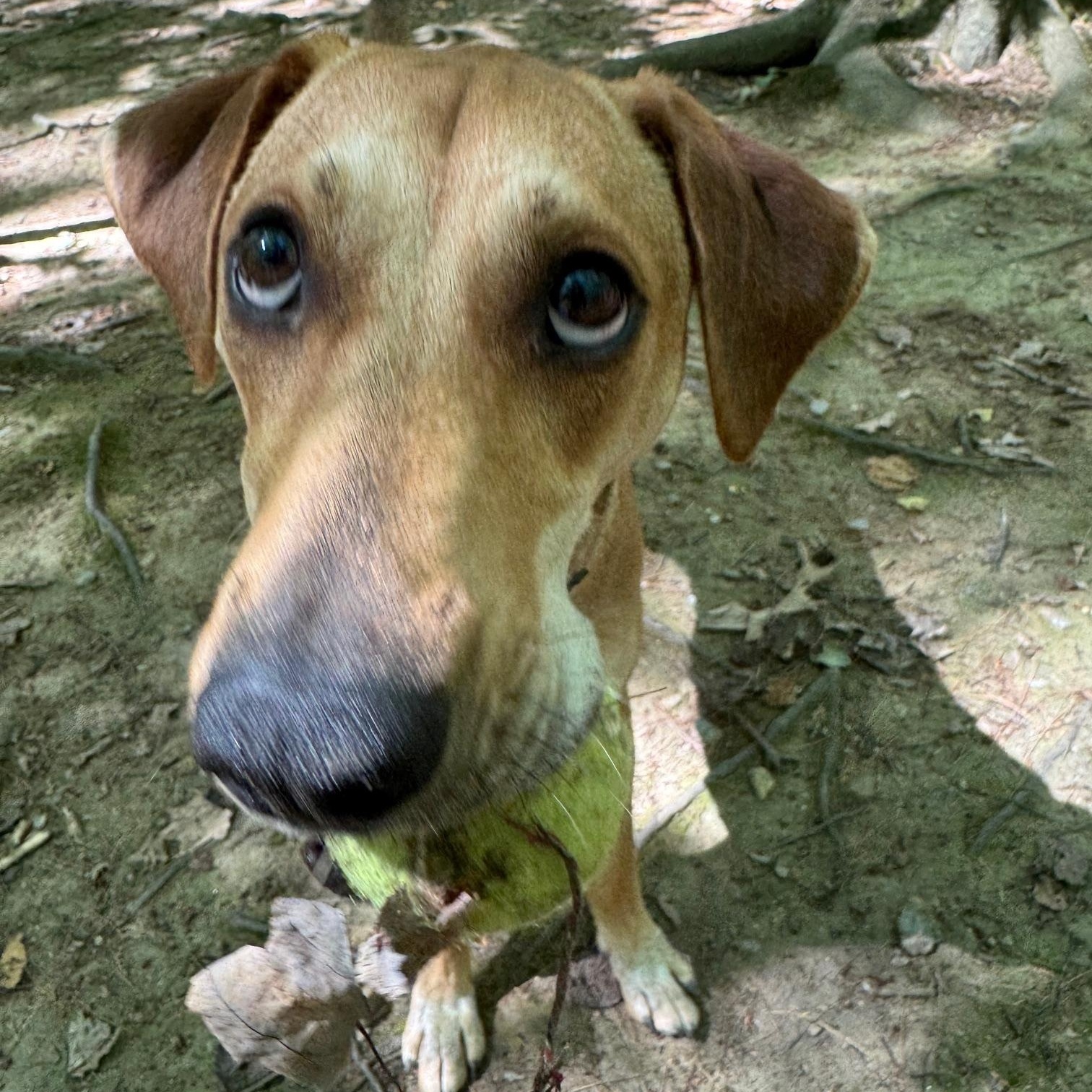 ROO - LOCATED IN MAINE, a Adoptable Mixed Breed in Berwick, ME image 2/6
