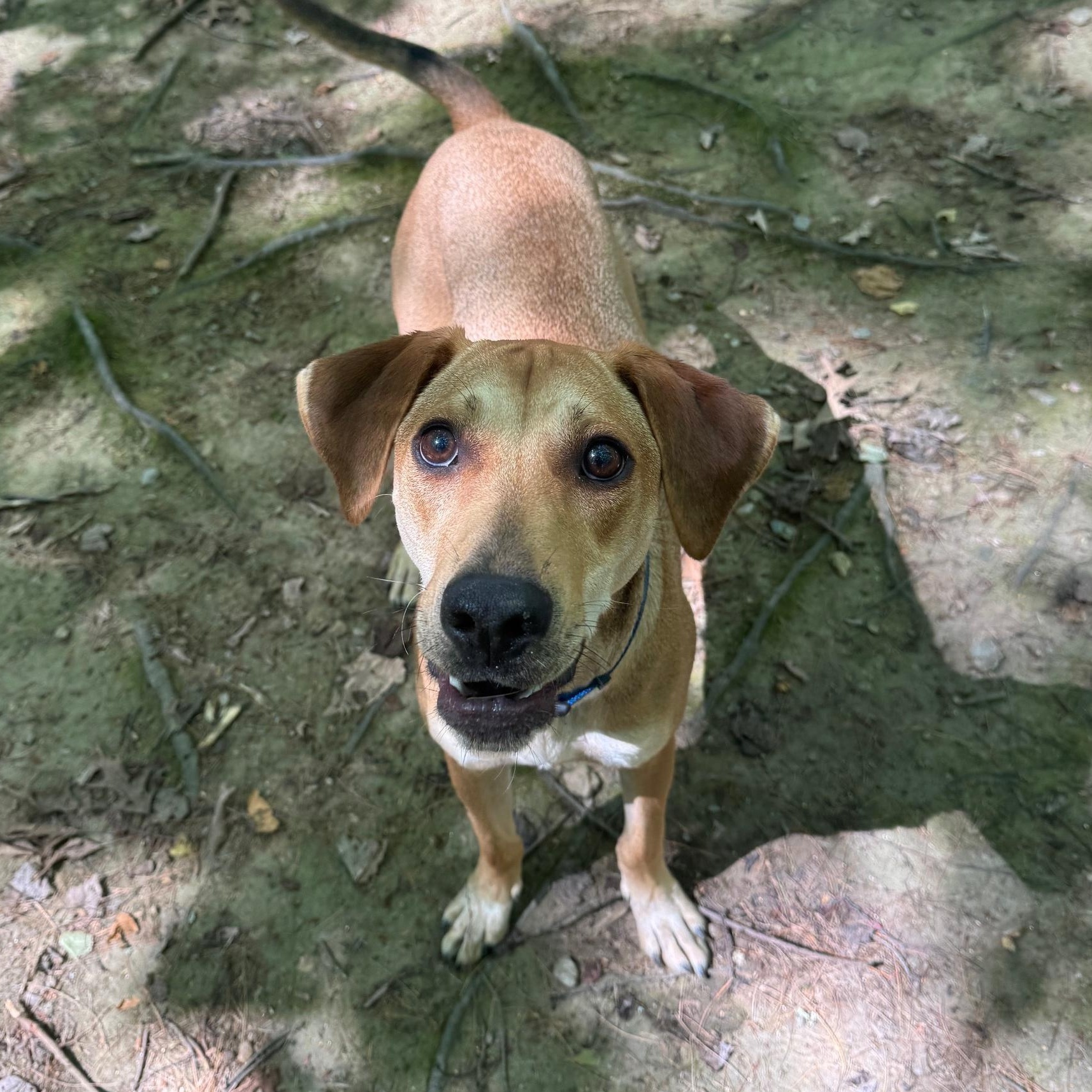 ROO - LOCATED IN MAINE, a Adoptable Mixed Breed in Berwick, ME image 5/6