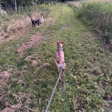 ROO - LOCATED IN MAINE, a Adoptable Mixed Breed in Berwick, ME image 3/6