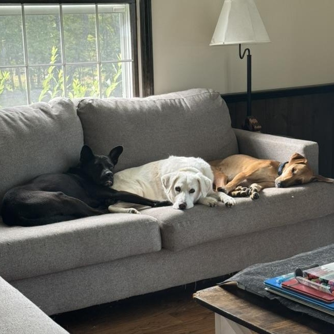 ROO - LOCATED IN MAINE, a Adoptable Mixed Breed in Berwick, ME image 6/6