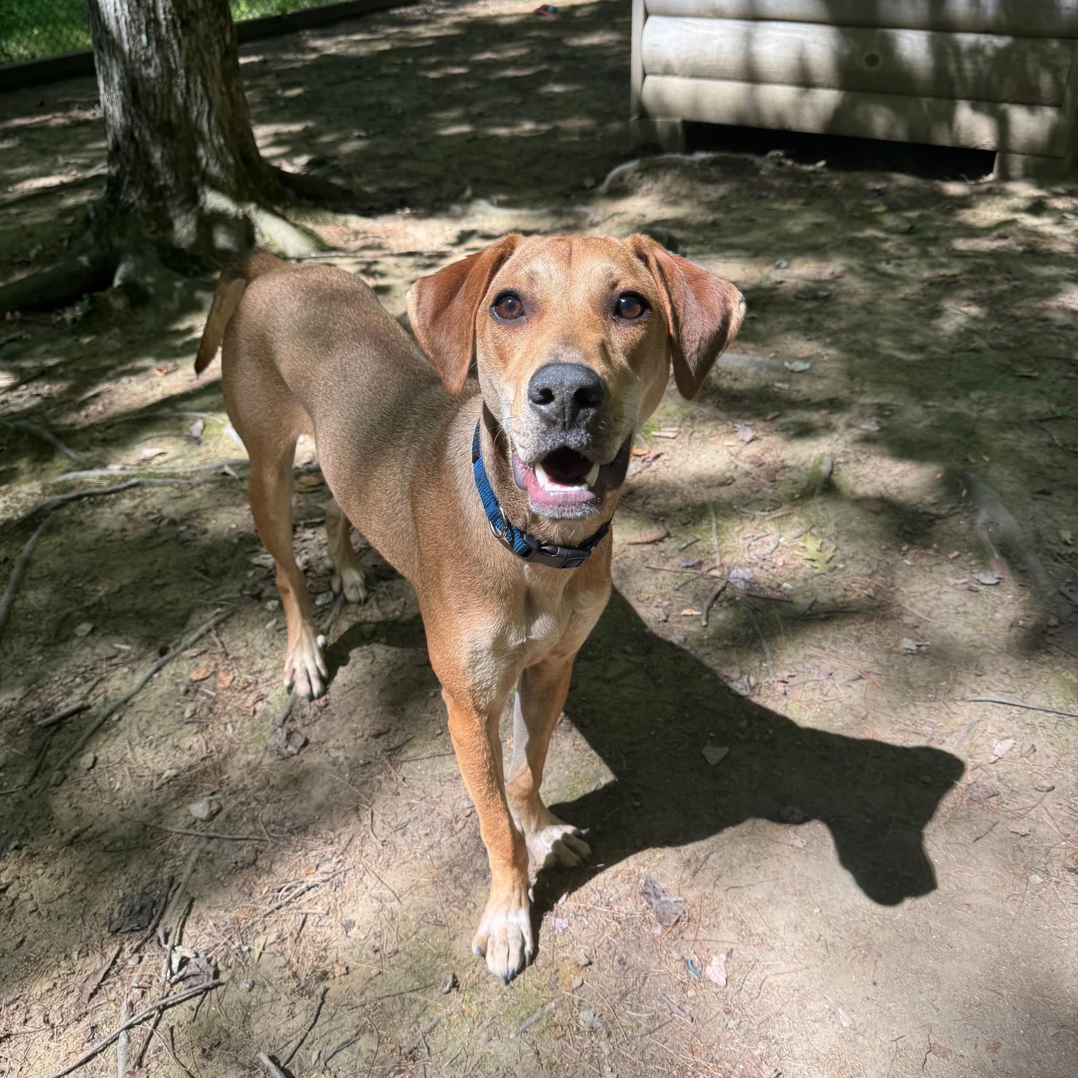 ROO - LOCATED IN MAINE, a Adoptable Mixed Breed in Berwick, ME image 4/6